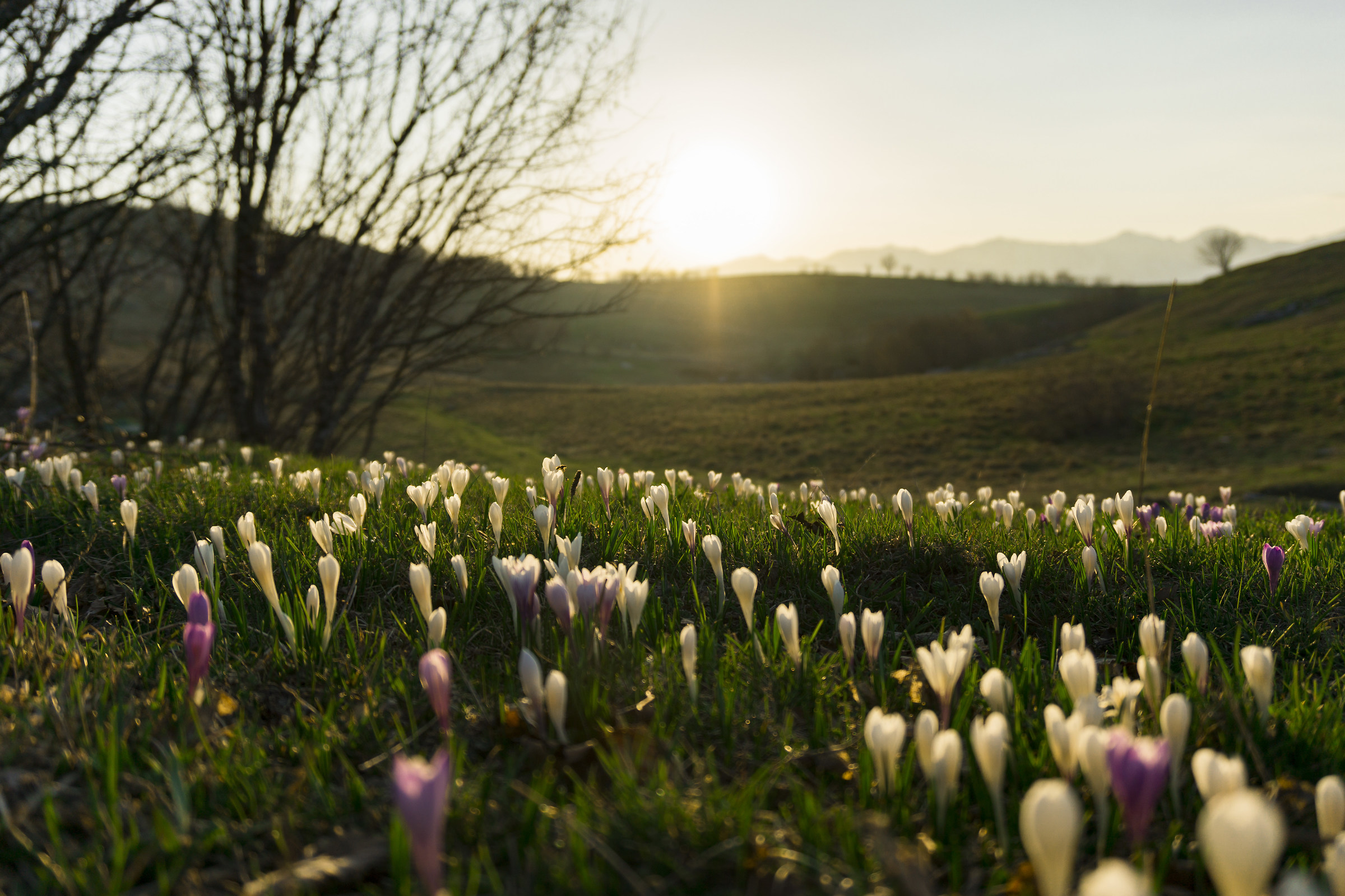 Crocus, fine del disgelo in Lessinia