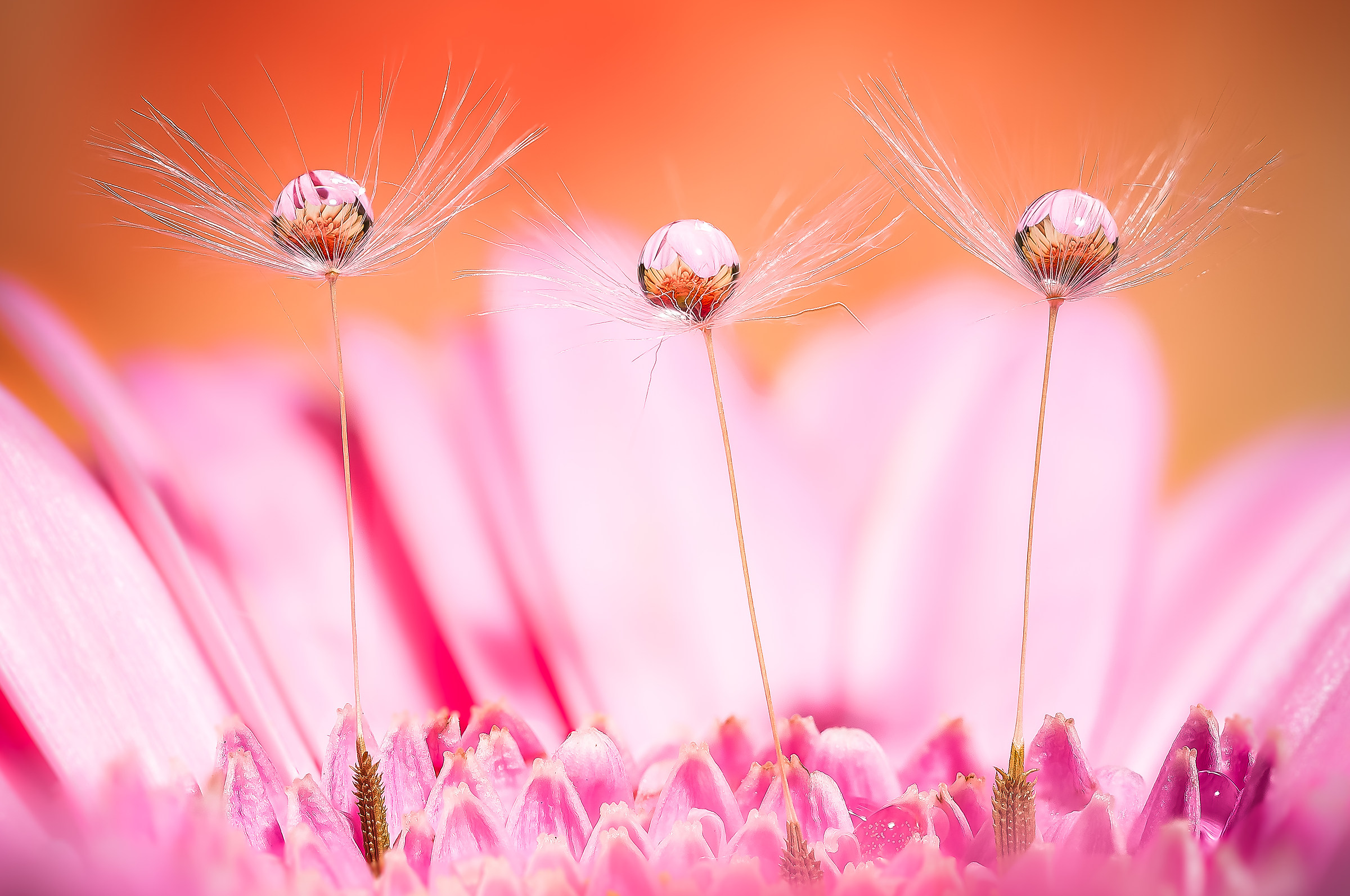 Drops & Flowers Macro fotografia by Mario Jr Nicorelli