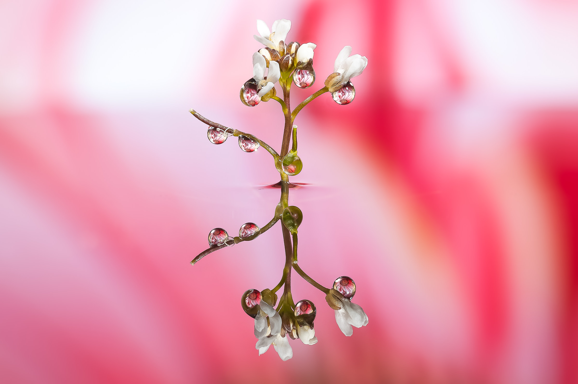 Drops & Flowers Macro fotografia by Mario Jr Nicorelli