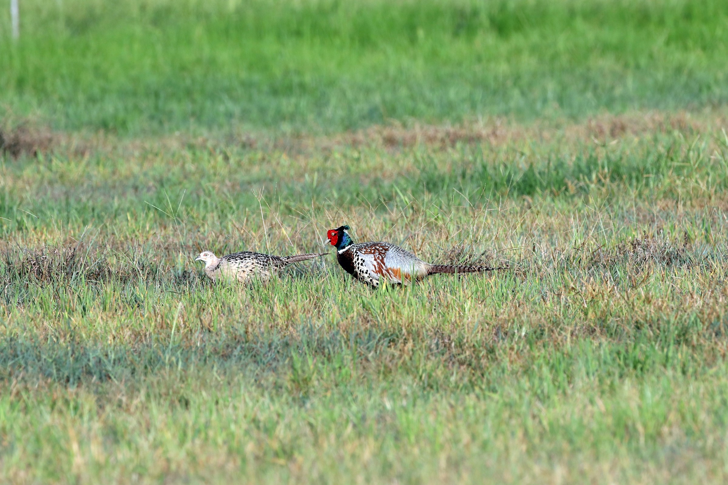 Ring-necked Pheasant/Common Pheasant