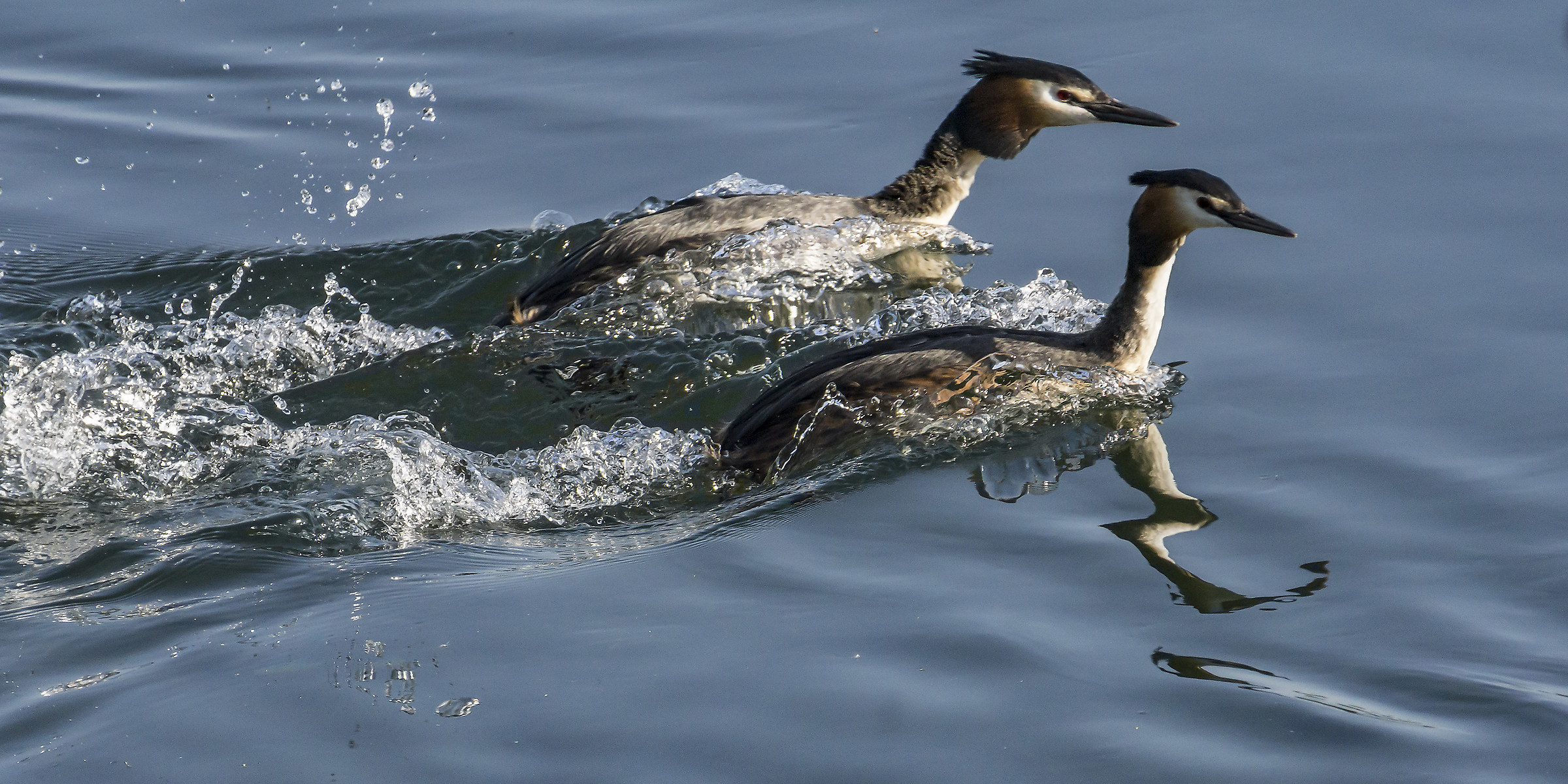 Pair of loons-courtship ritual-3