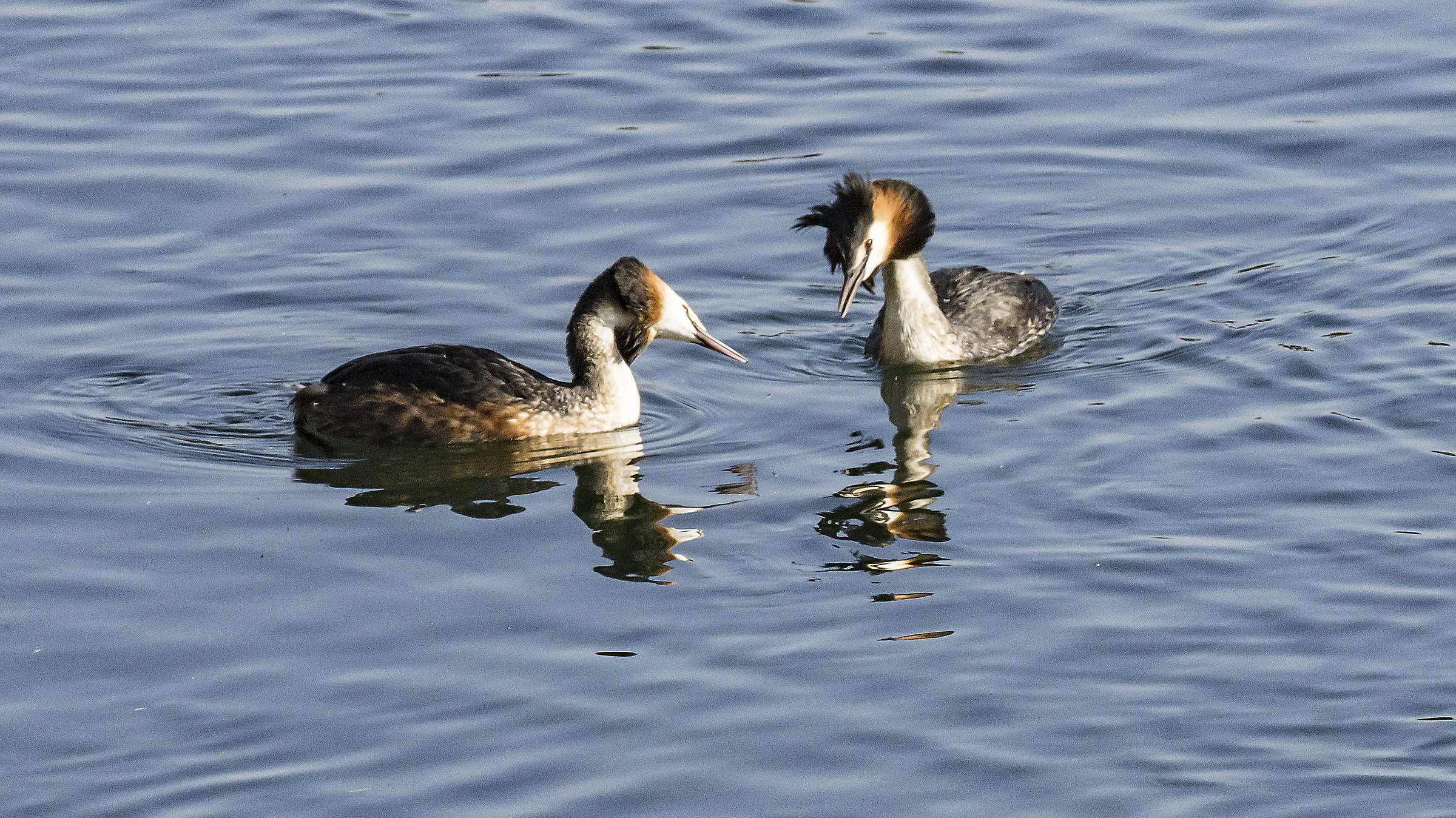 Pair of loons-courtship ritual-4