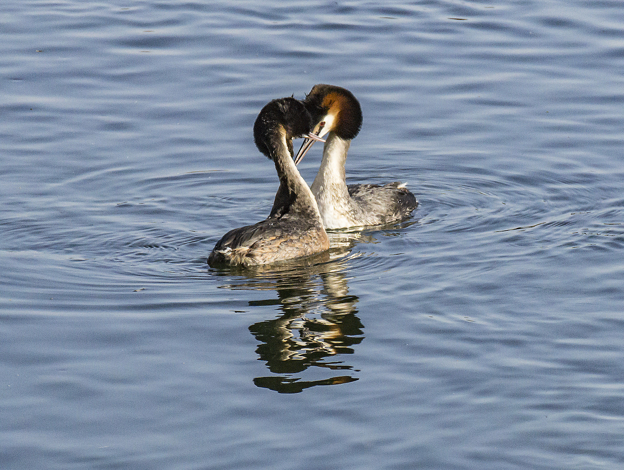 Pair of loons-courtship ritual-5