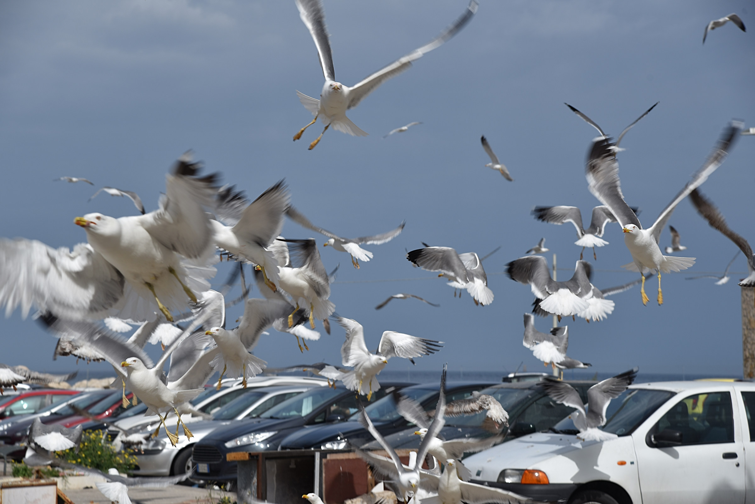 Syracuse: at the fish market