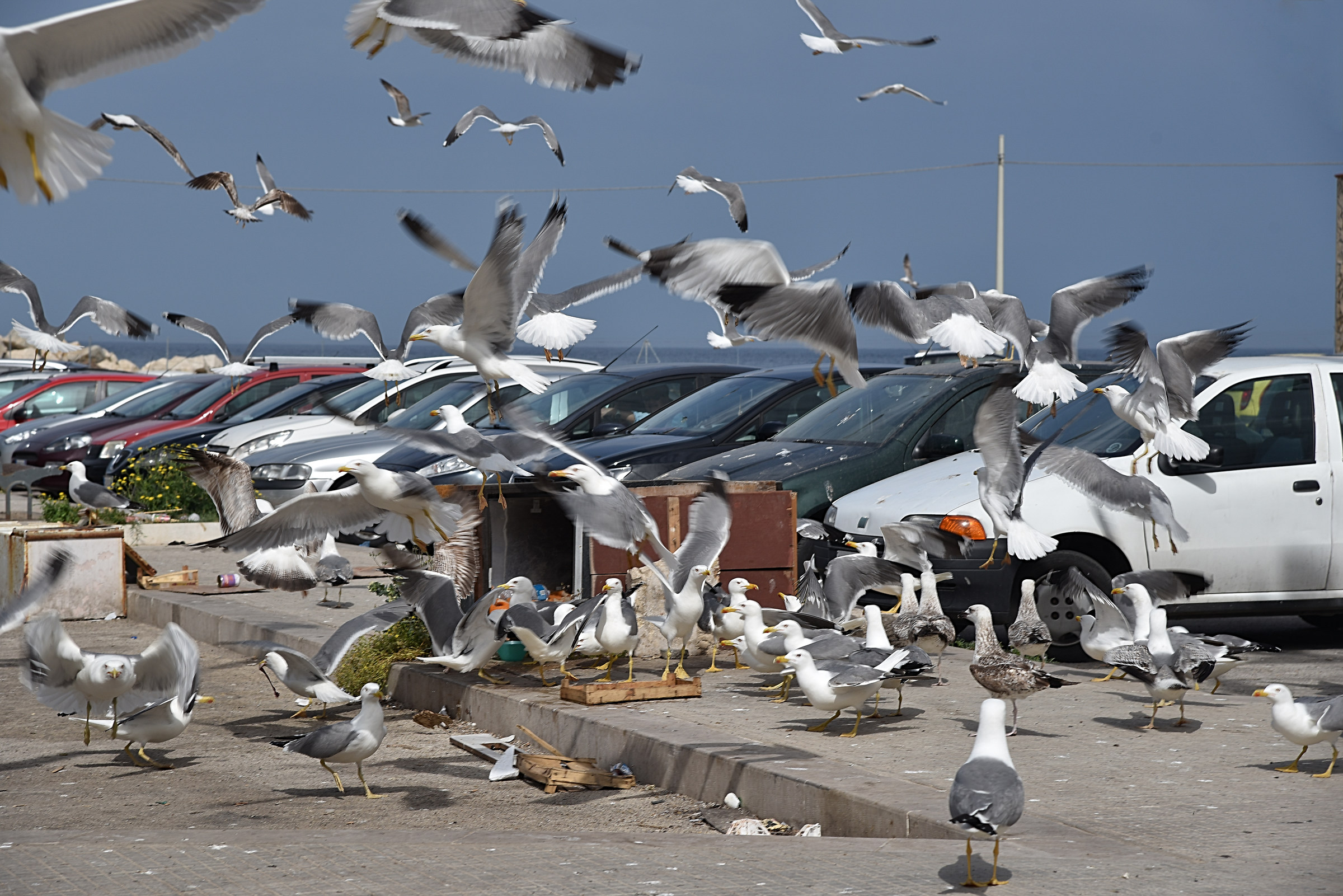 Syracuse: at the fish market