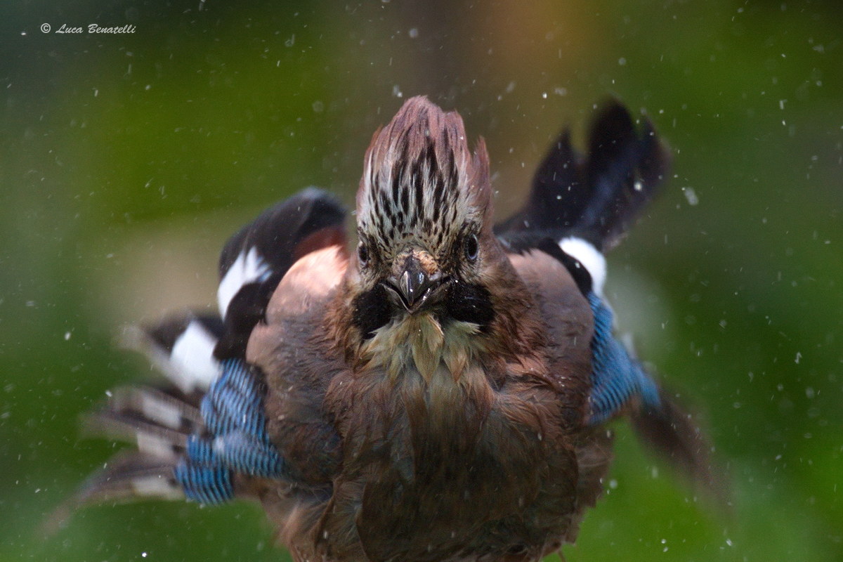 ...un primo piano dopo il bagnetto....