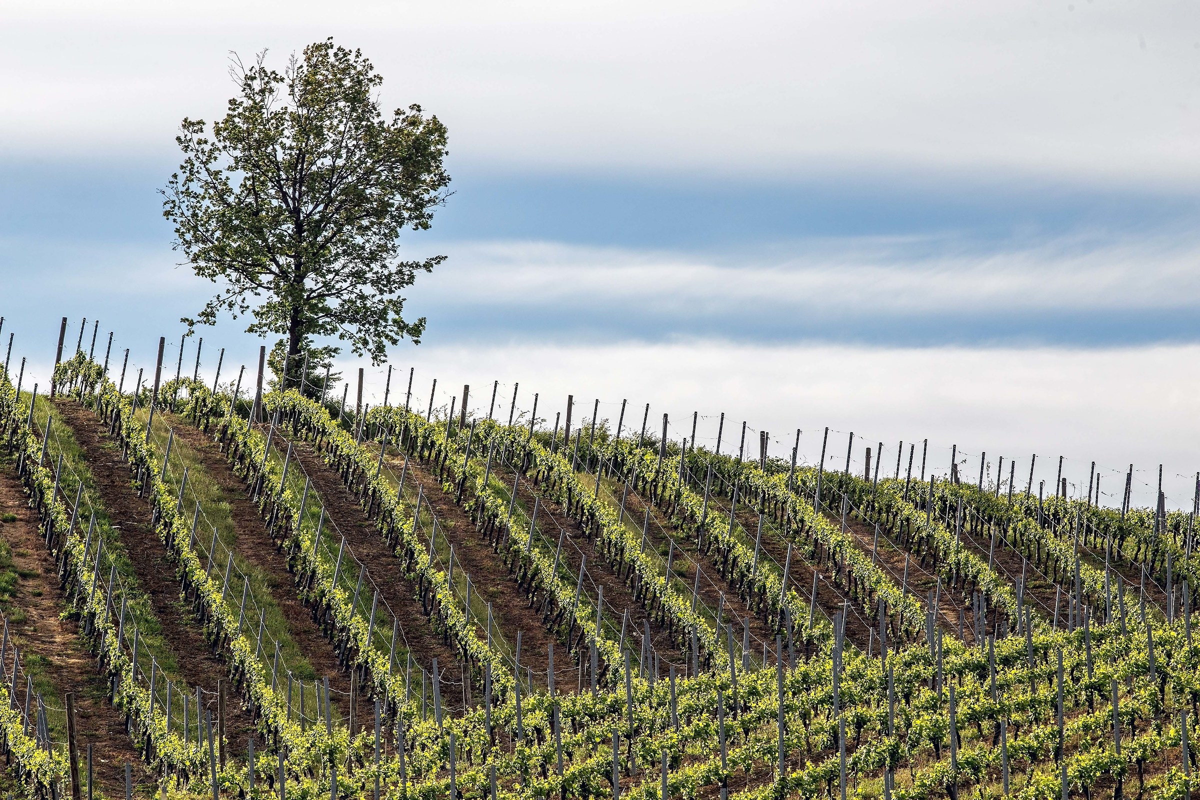 Geometries in the Vineyard