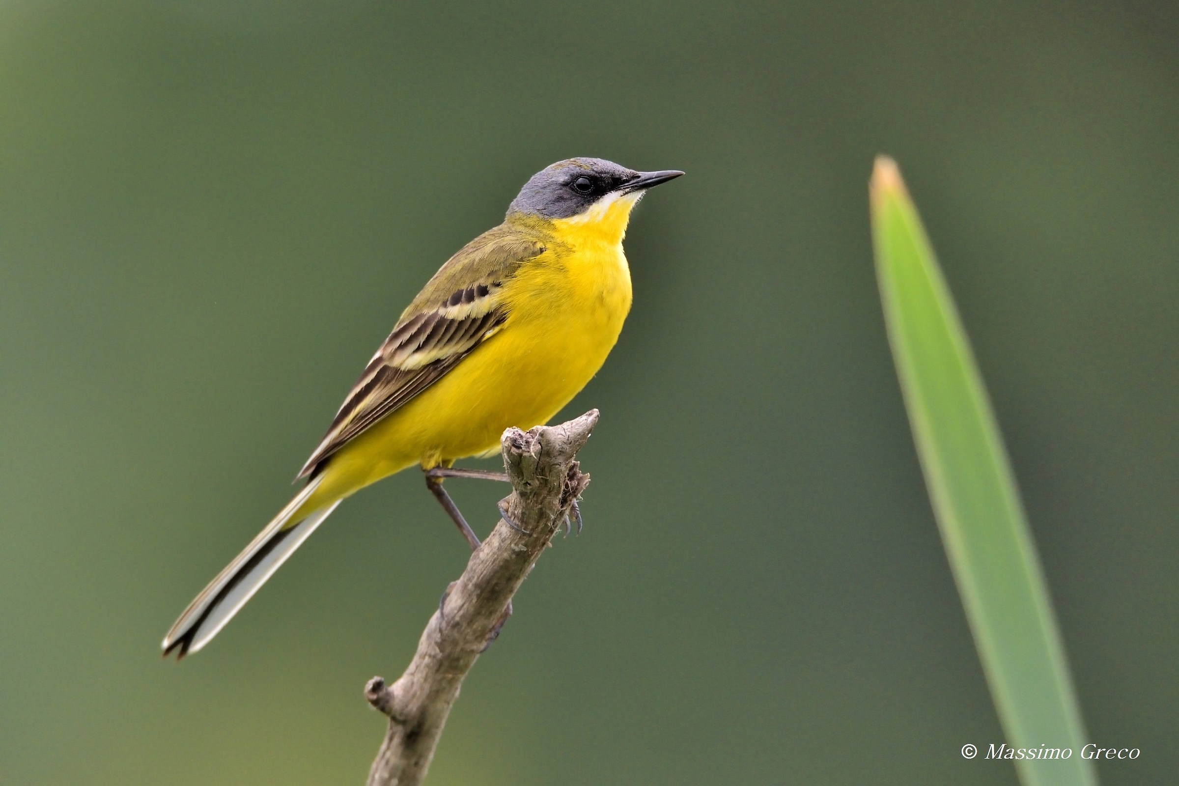 Cutrettola capocenerino(Motacilla flava cinereocapilla)