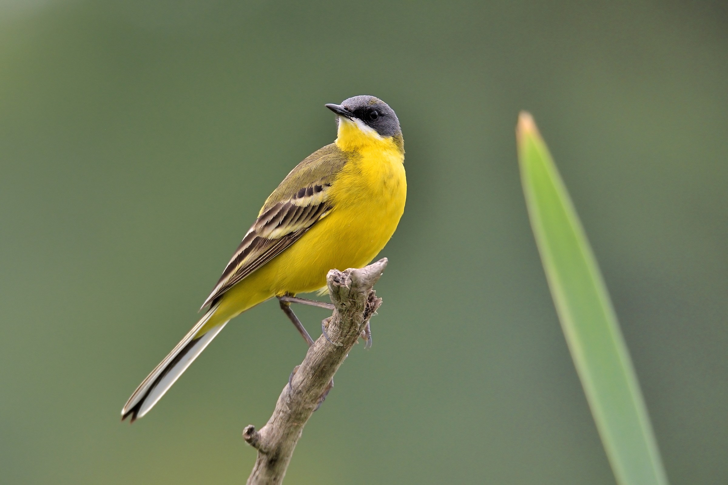 Cutrettola capocenerino(Motacilla flava cinereocapilla)