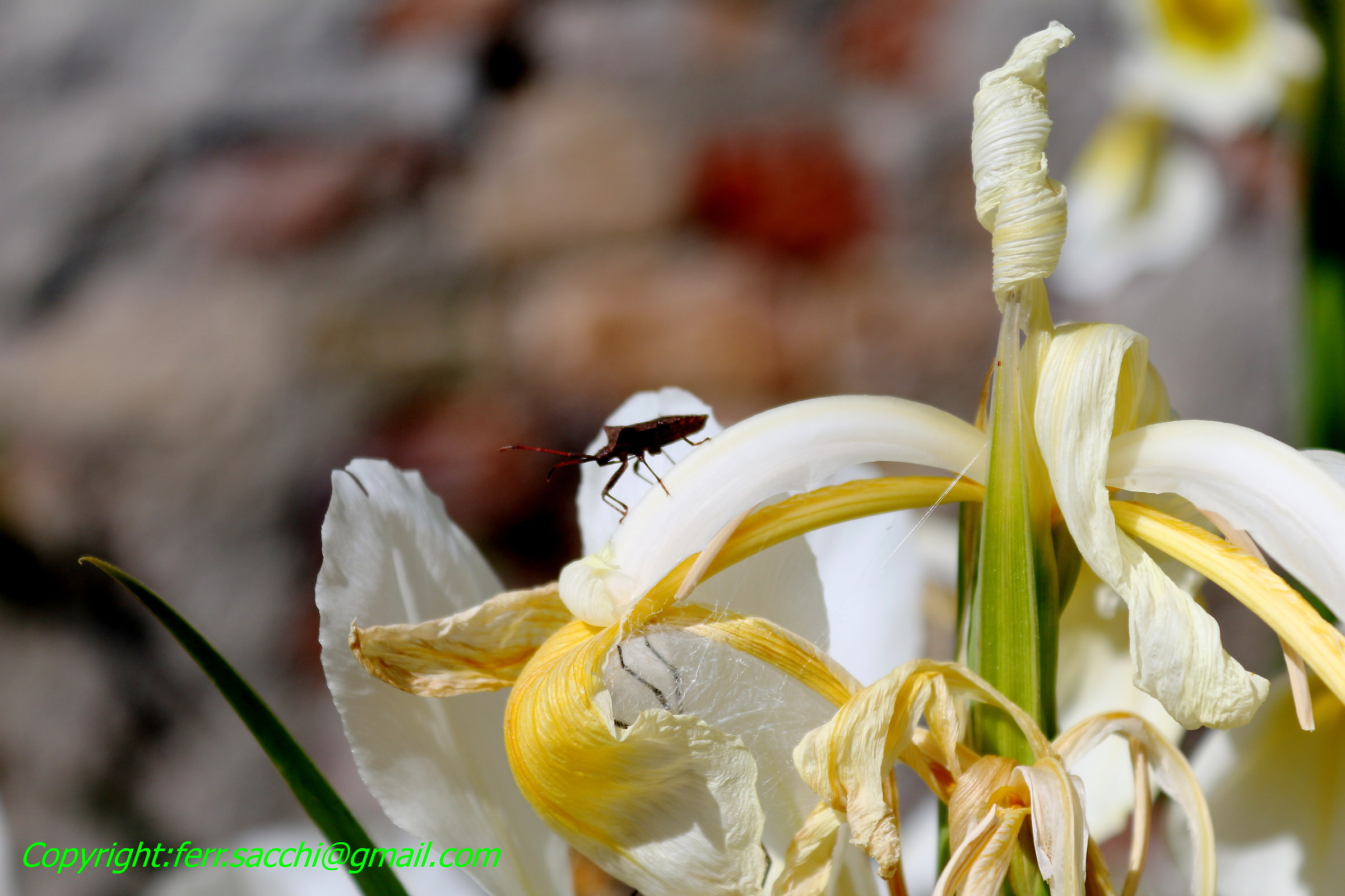 ...Zitti!... qualcuno ci spia....