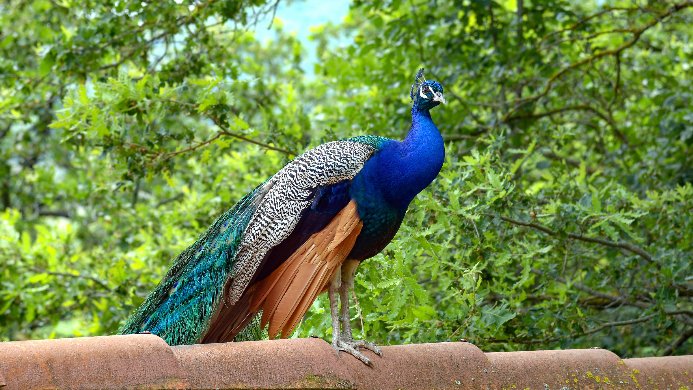 You control from above