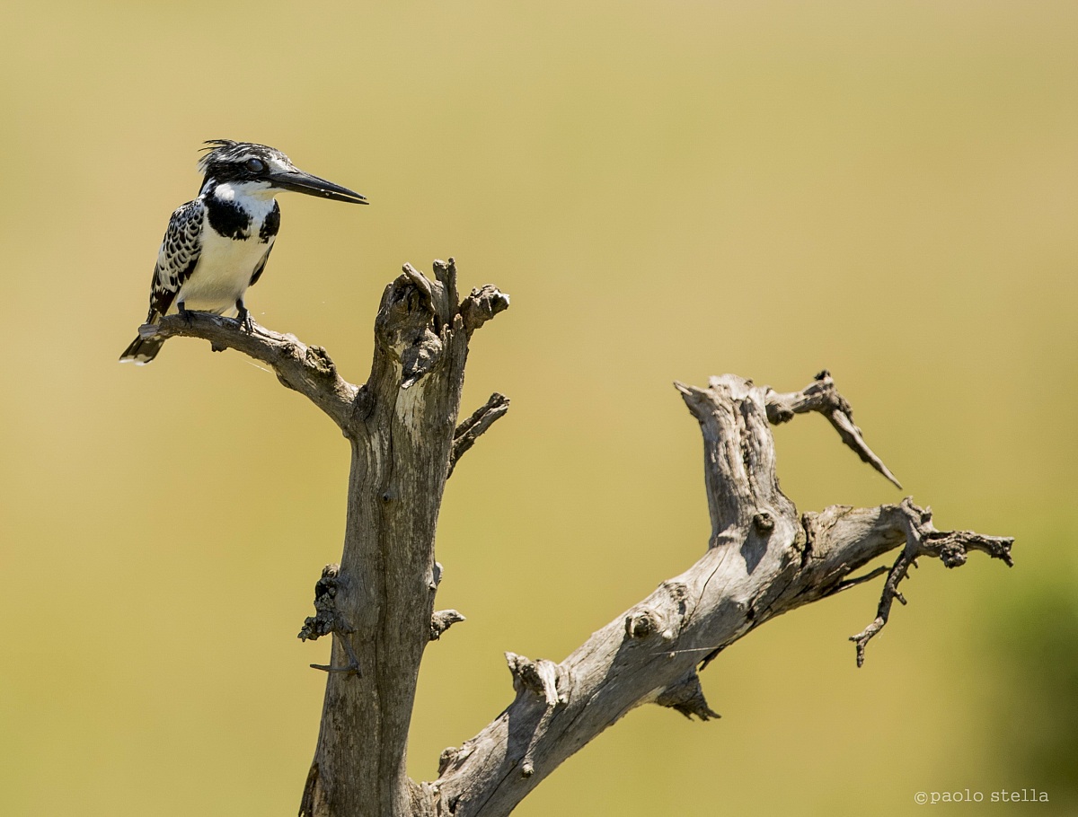 pied kingfisher
