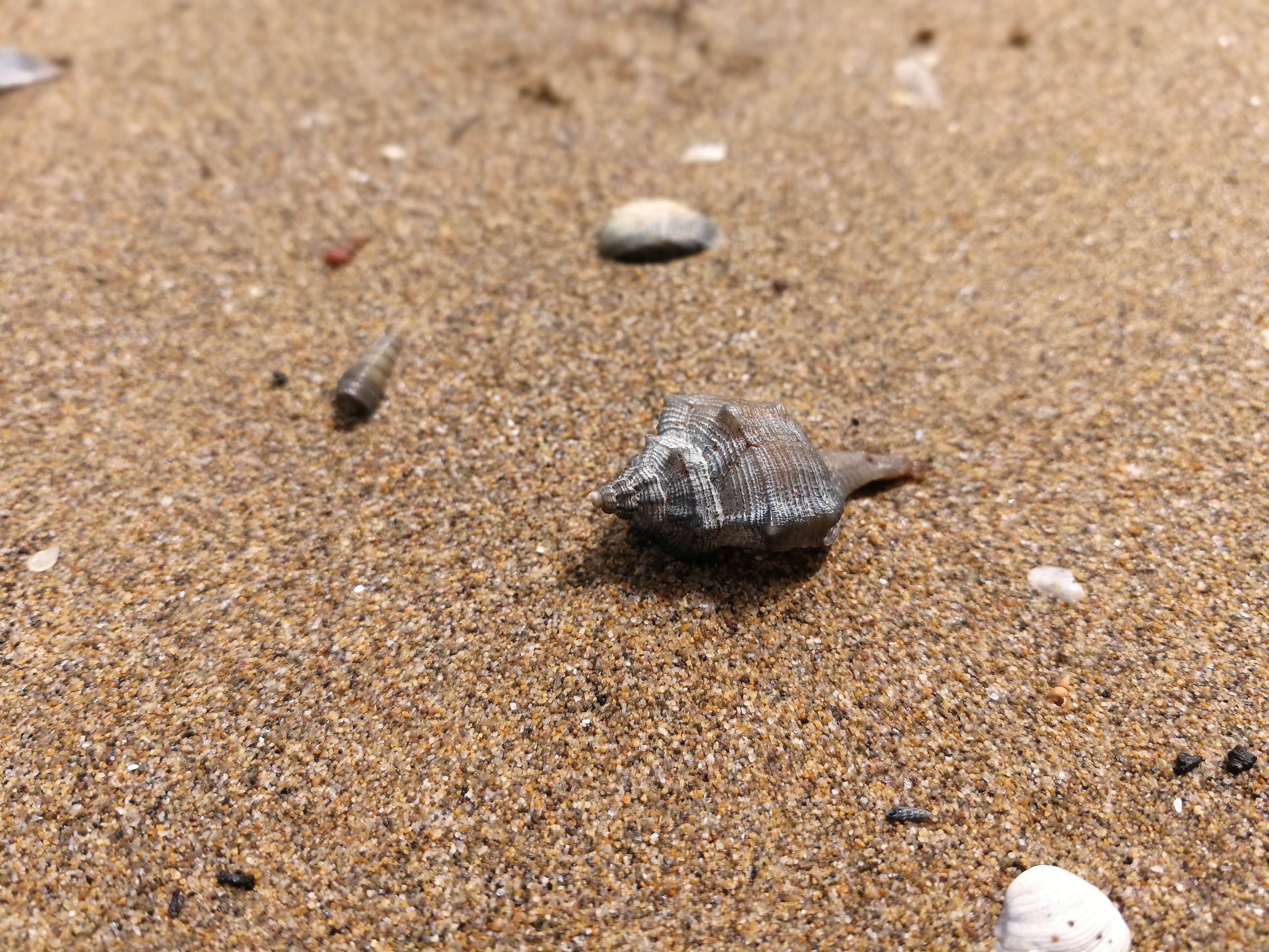 Shell