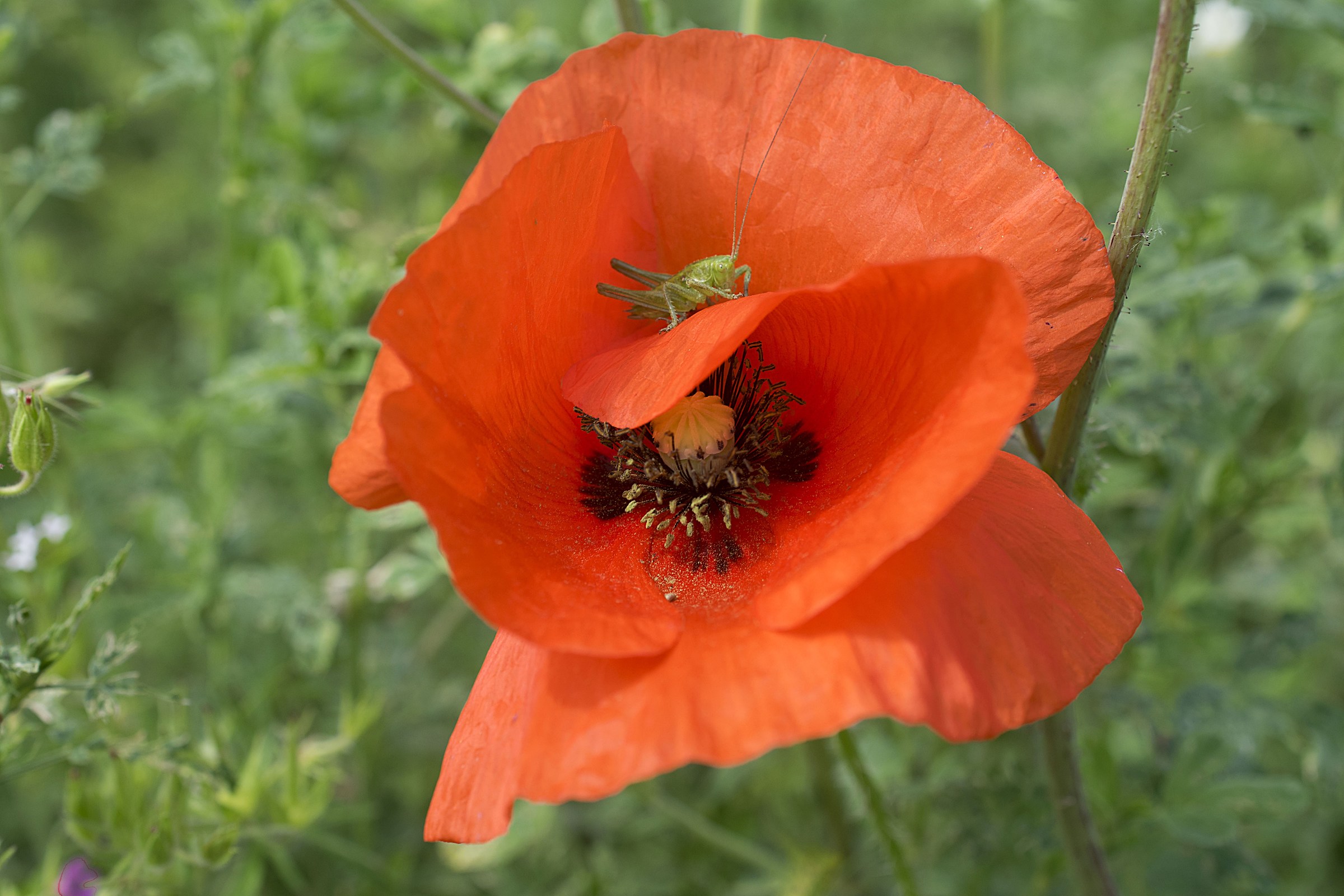 "I stop here...... sheltered from the Wind"