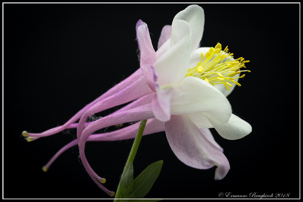 Aquilegia