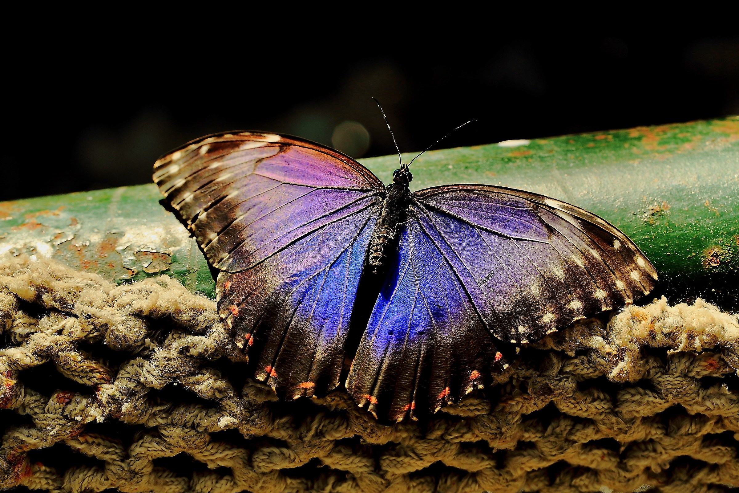 Ogni tanto anche le farfalle.