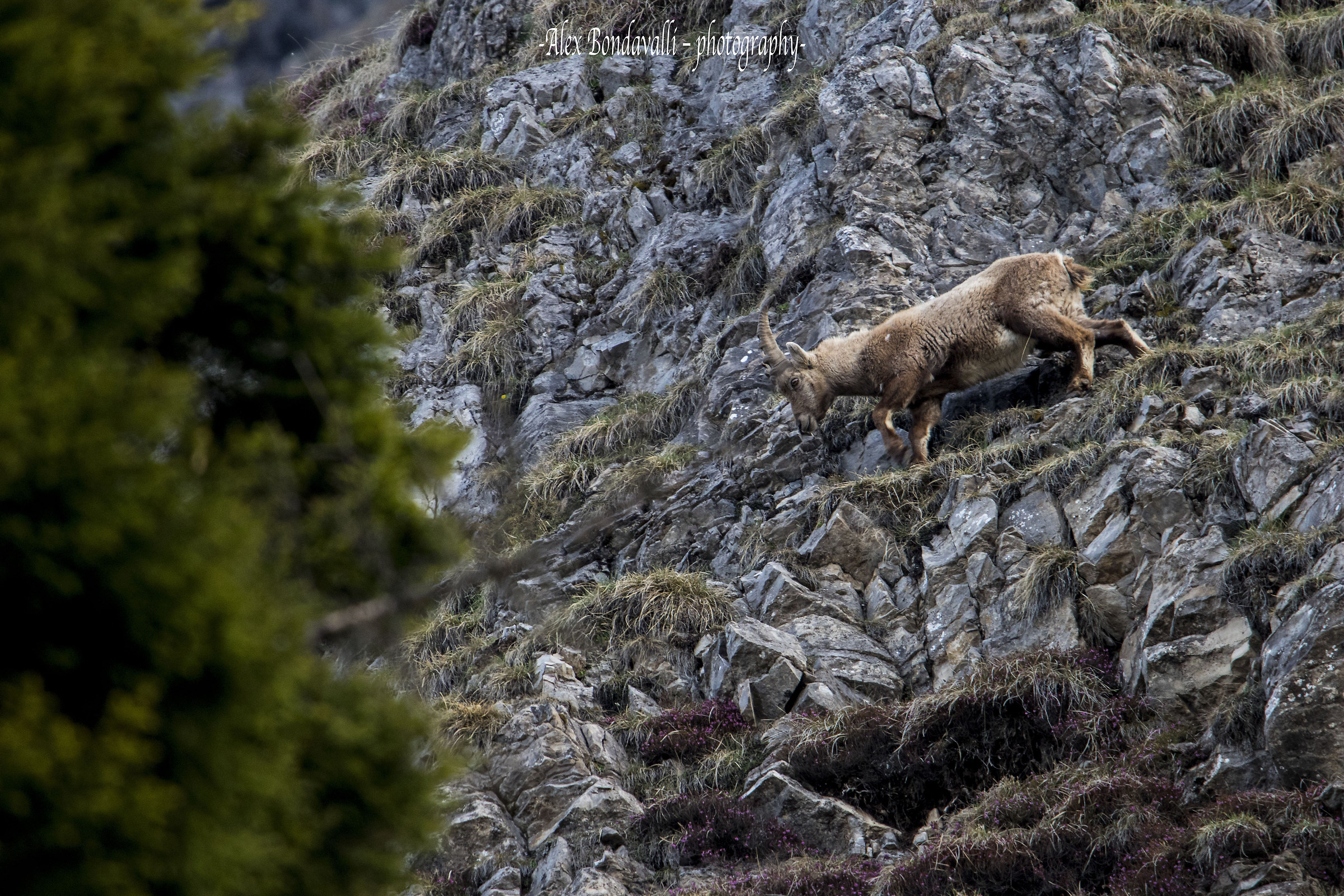 Cropping the first shoots...