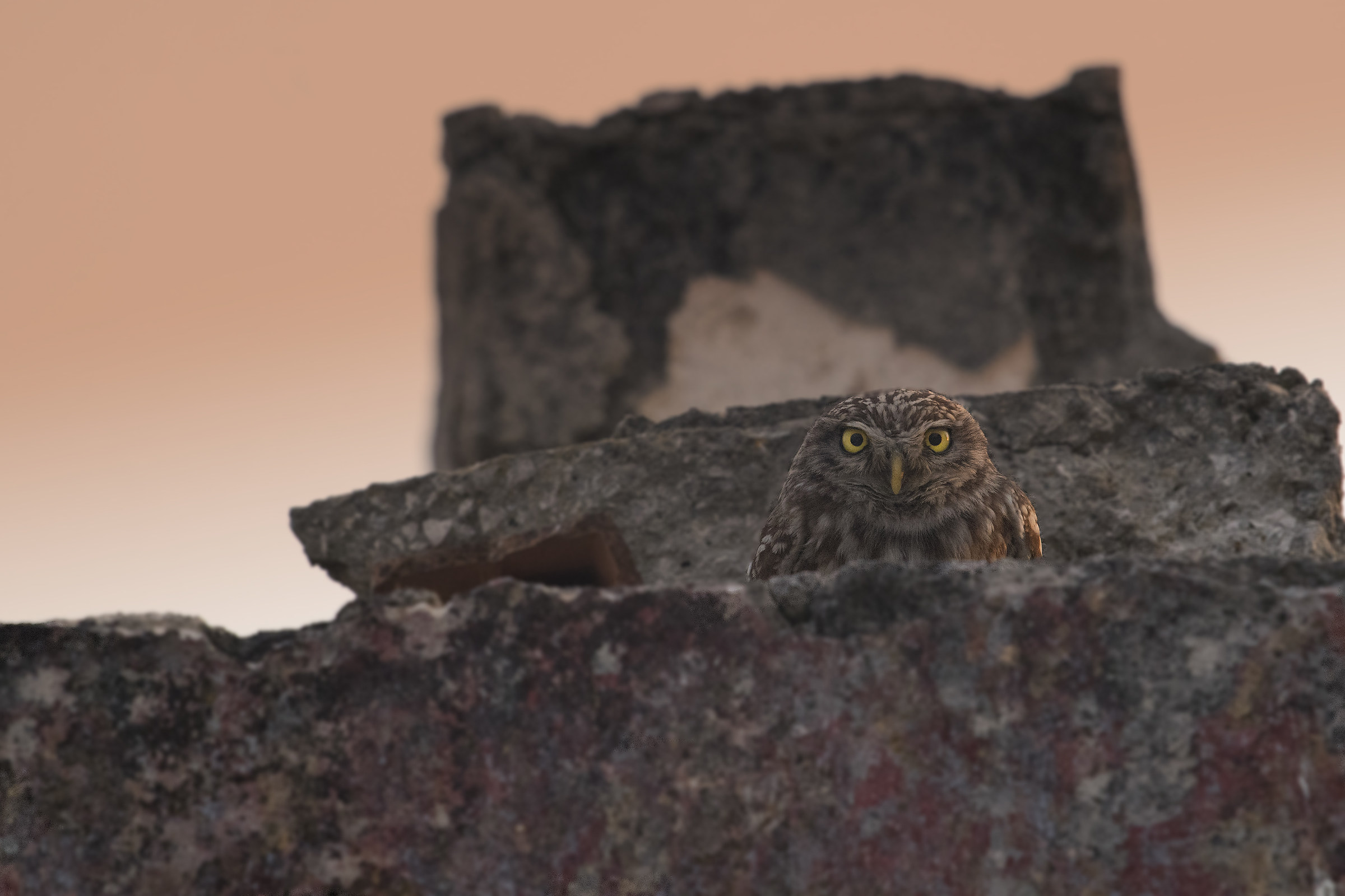 Half-owl at sunset