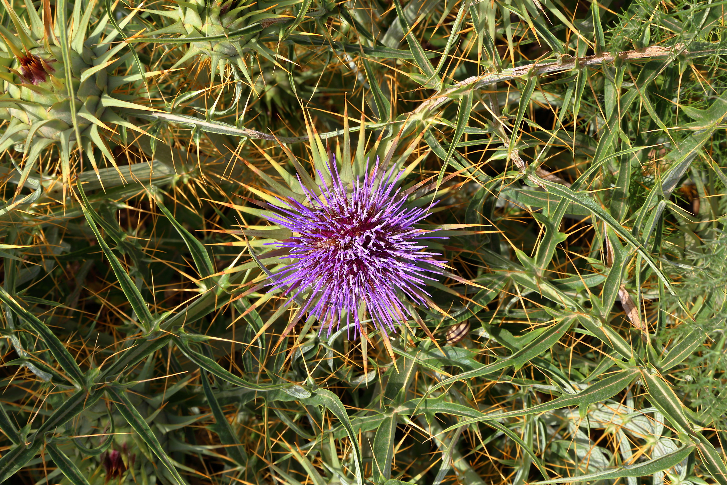 The beauty of Thorns