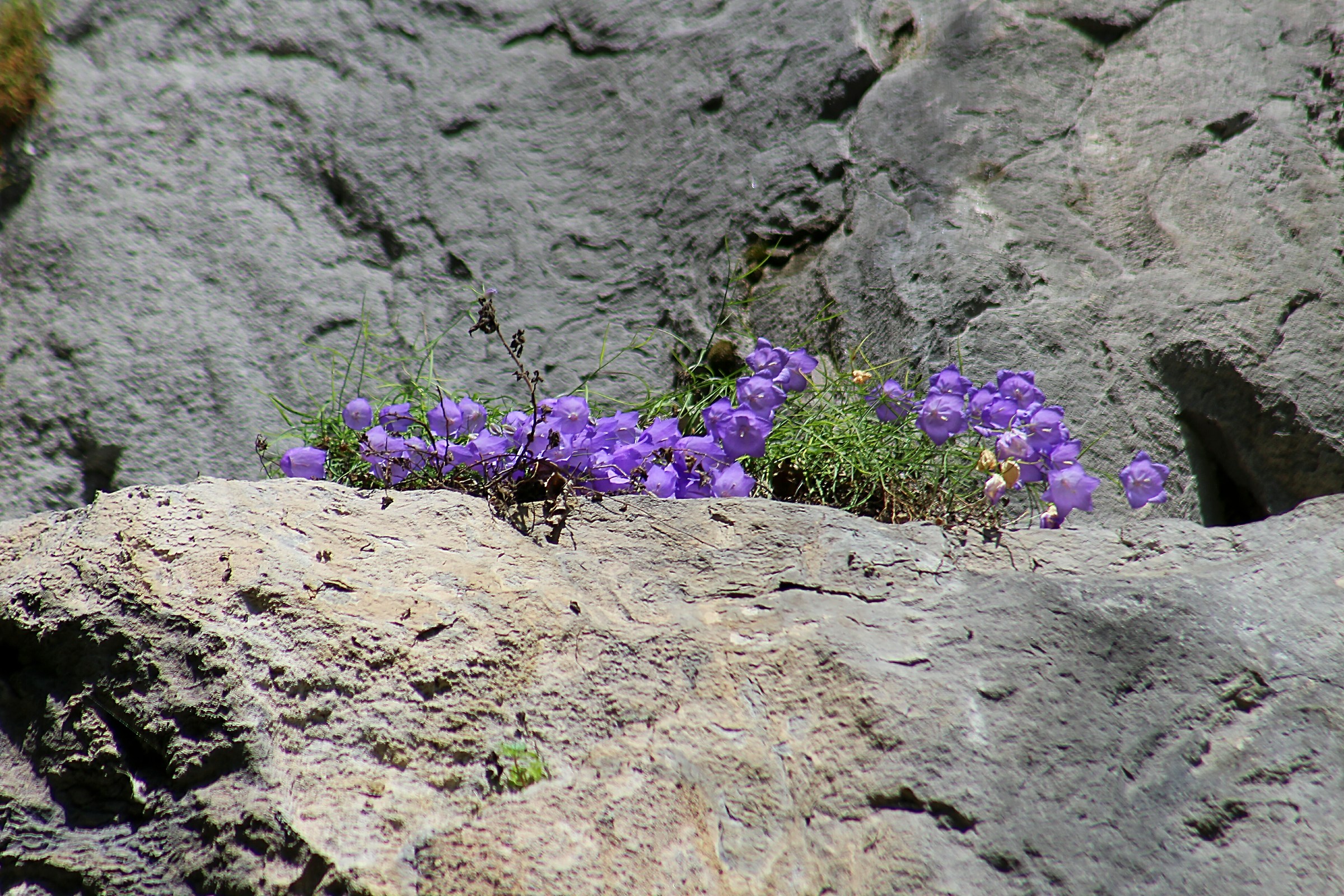 Campanella delle roccie
