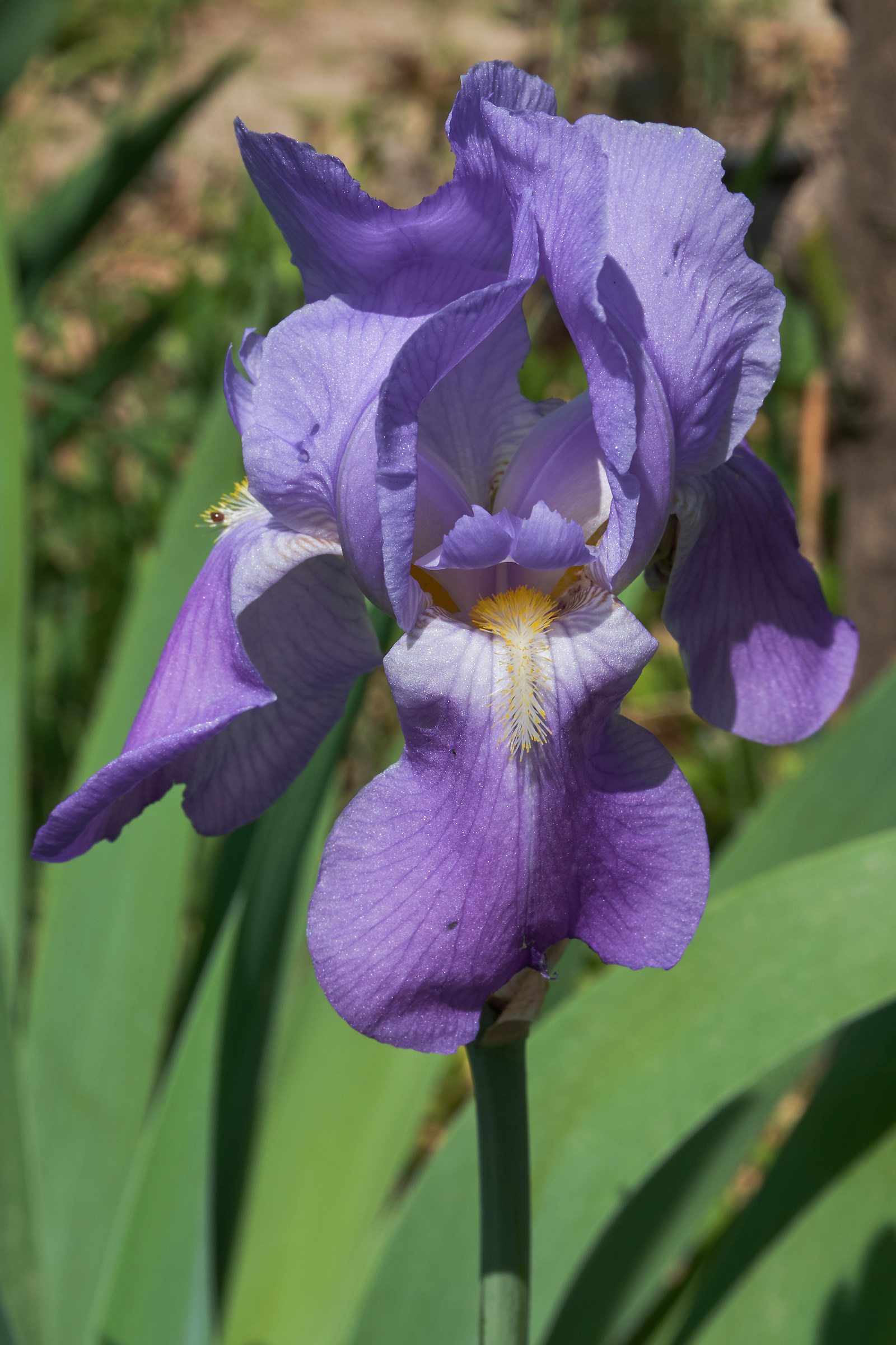 Iris