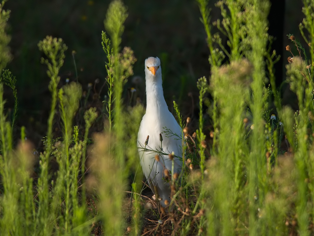 Airone guardabuoi (Bubulcus ibis)