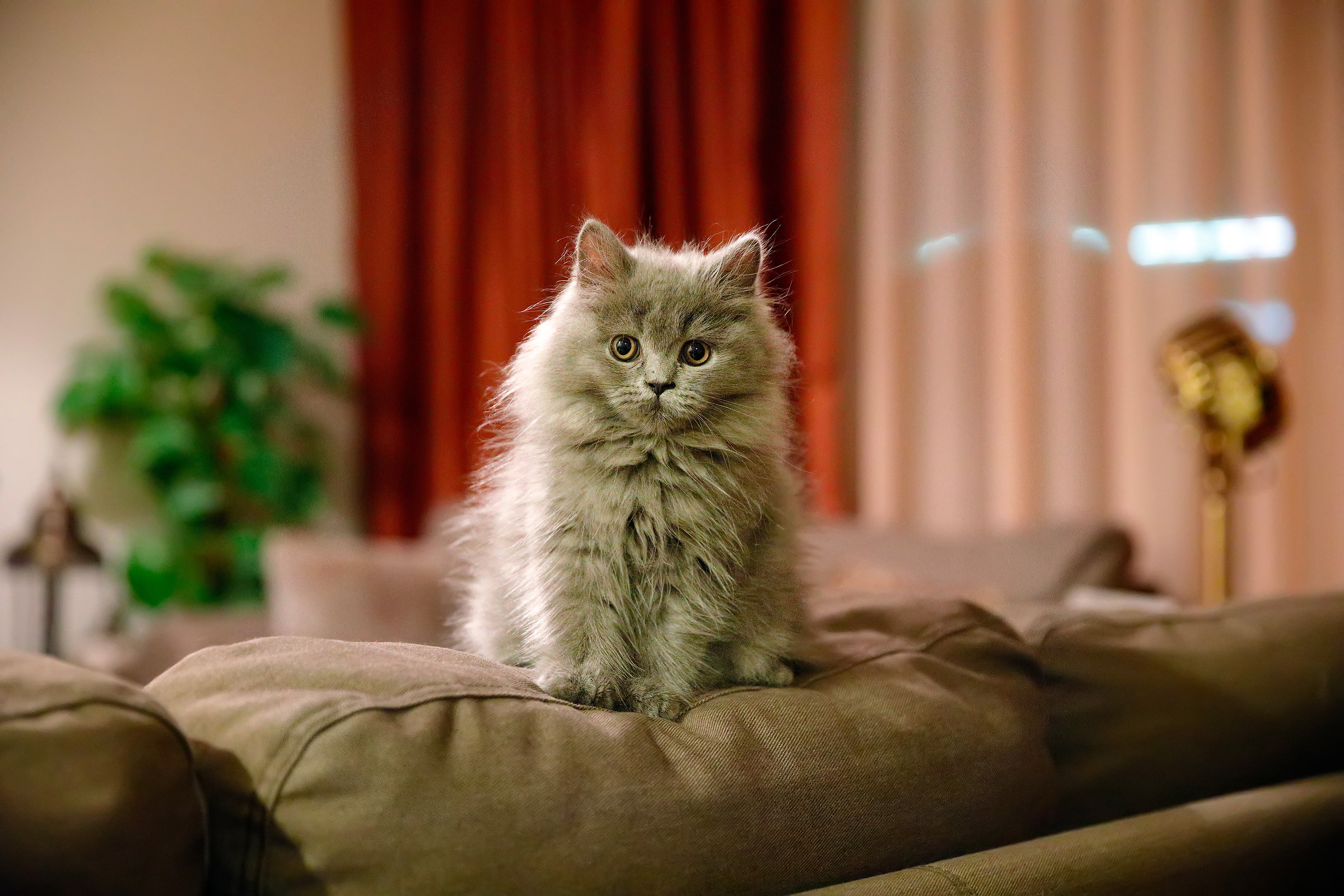 La piccola Sofia. Un giocattolo di due mesi e mezzo