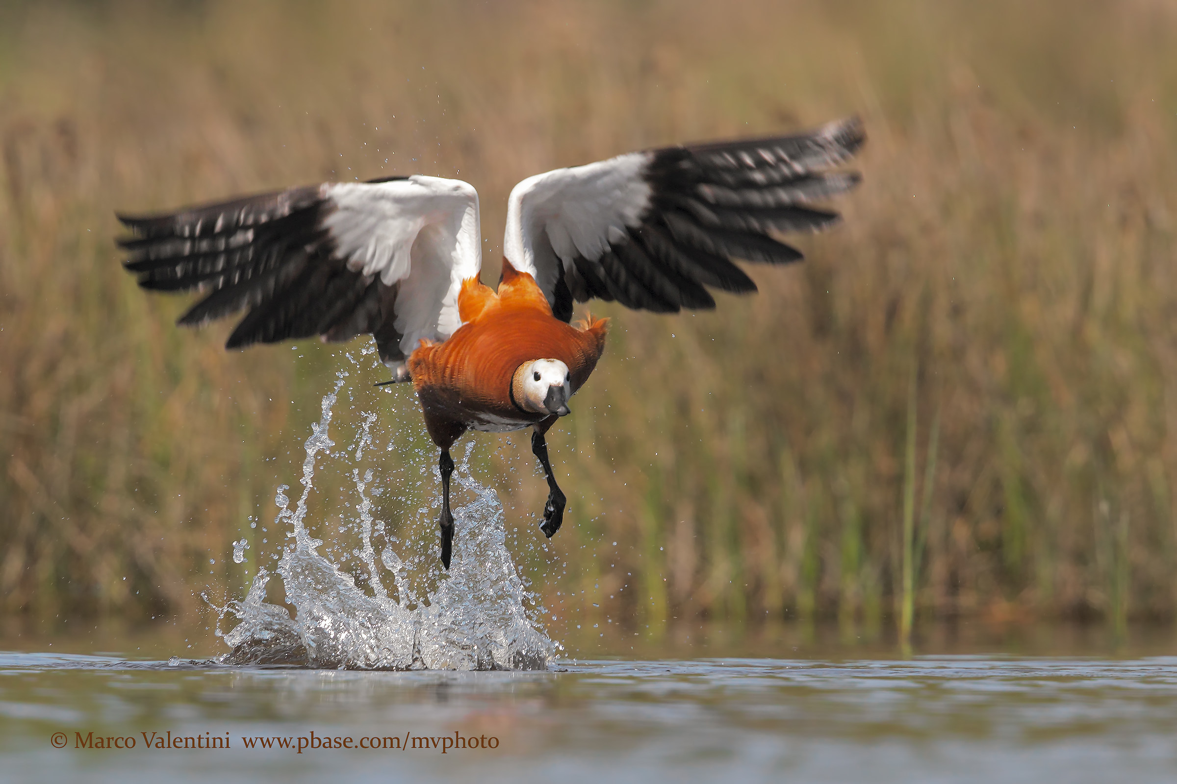 Shelduck