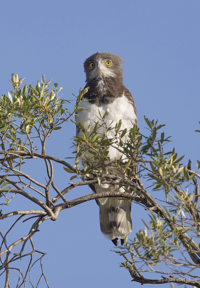 black crested snake eagle