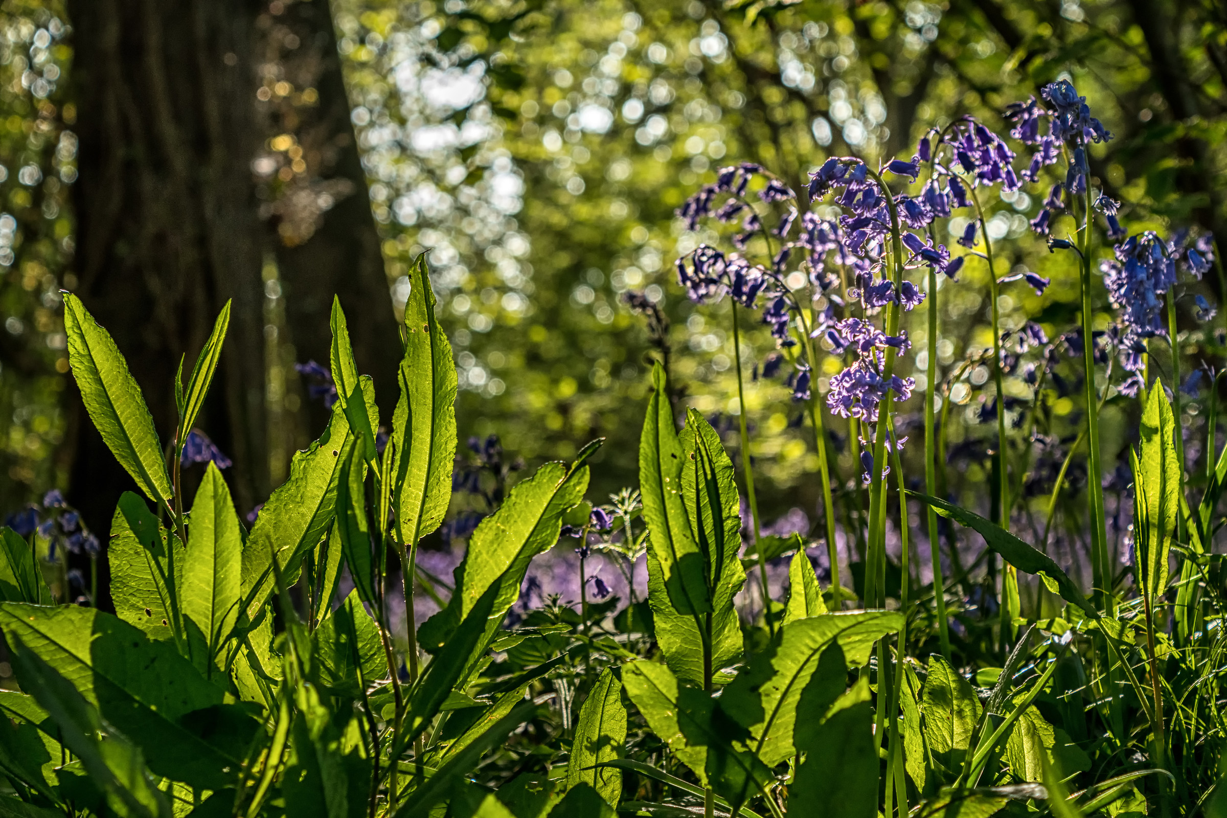 Bluebell Woods