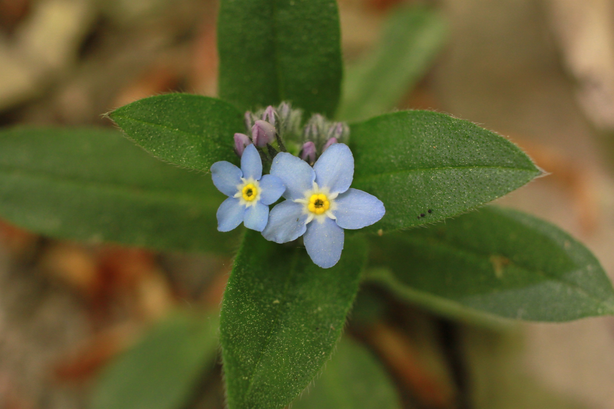 I don't remember....