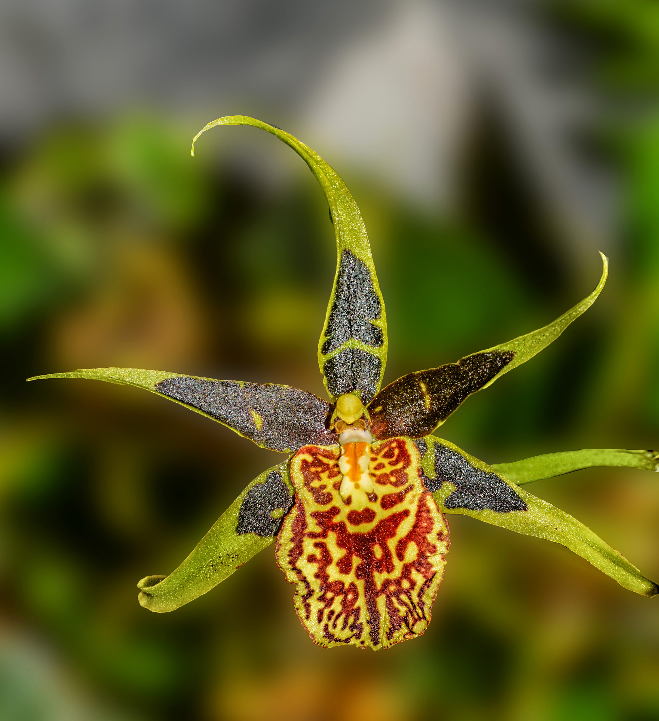 Orchidea