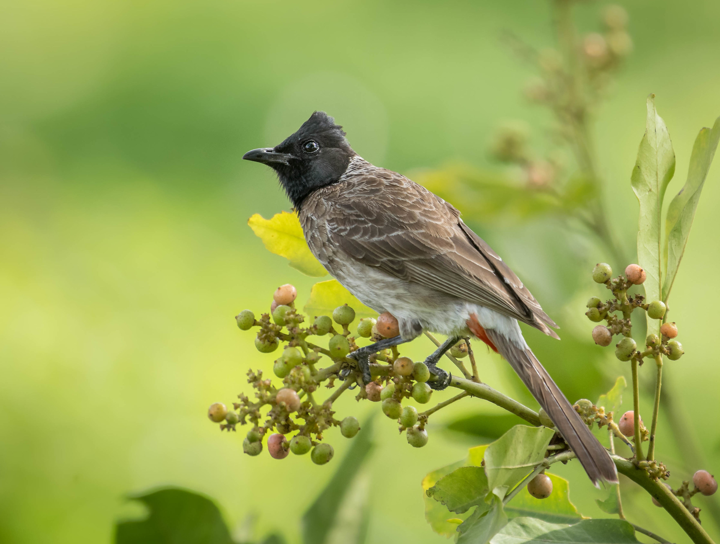 Red vented bulbul
