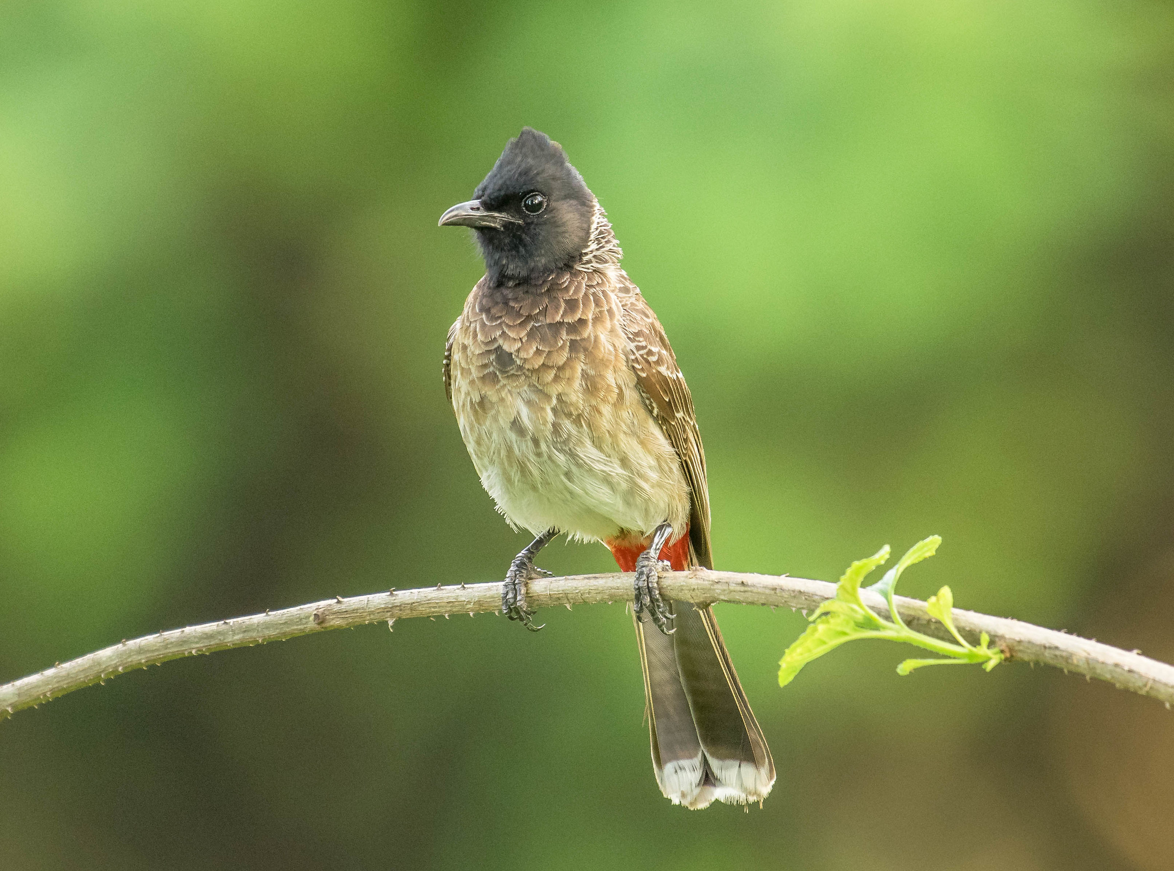 Red vented bulbul