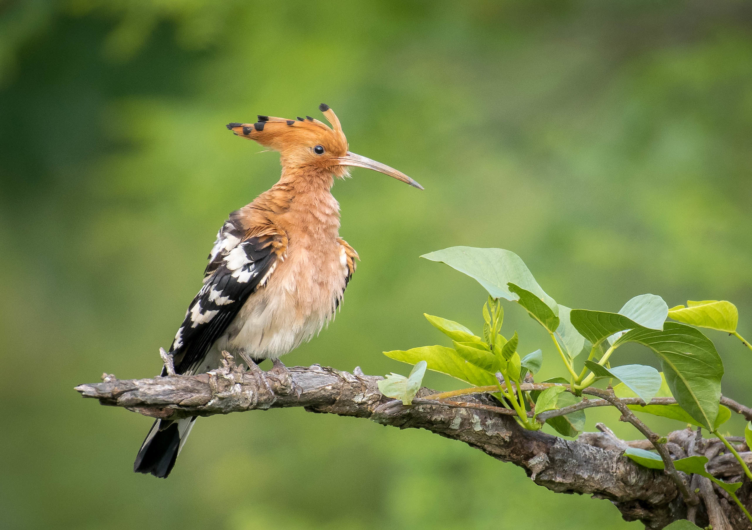Hoopoe