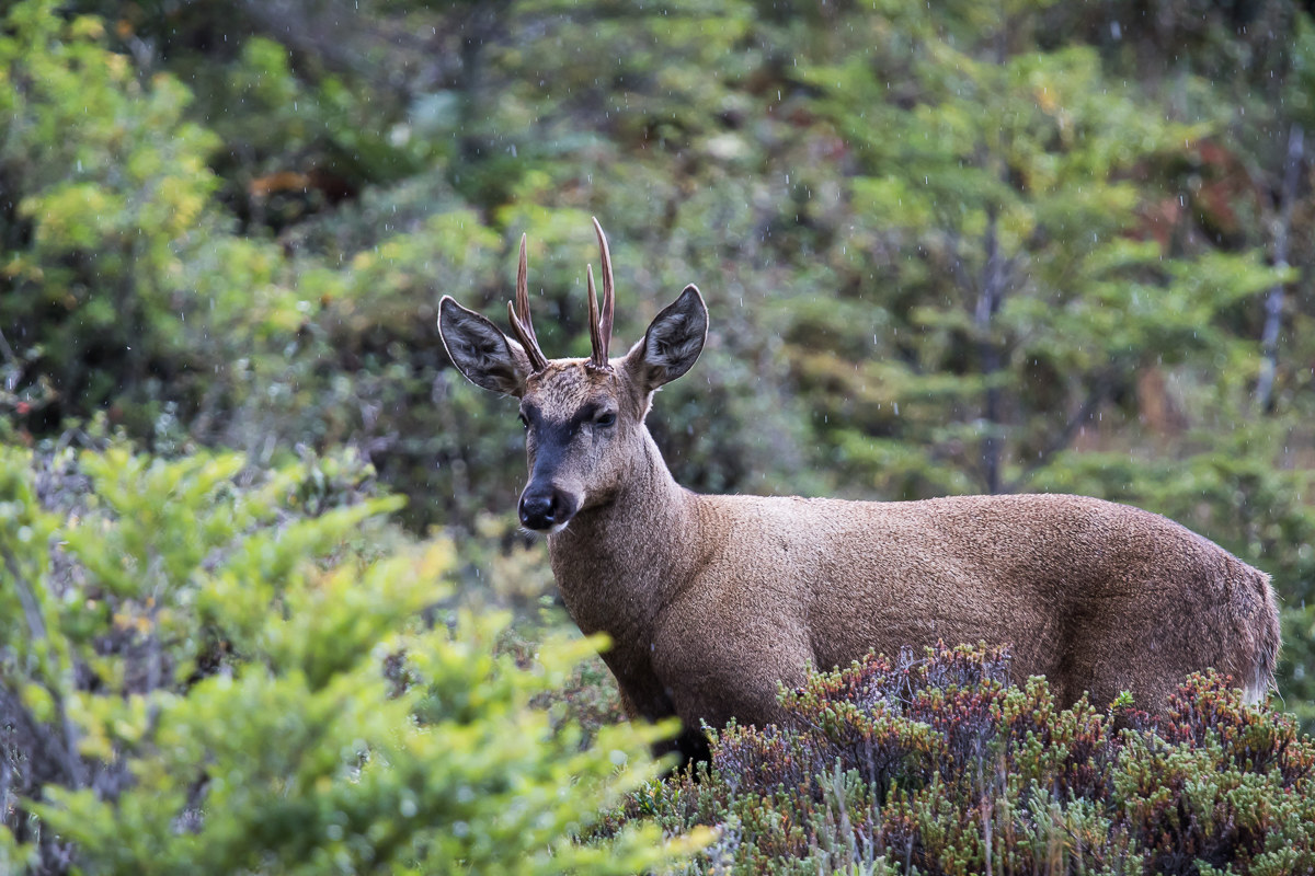 Huemul del sud (Hippocamelus bisulcus) Cile