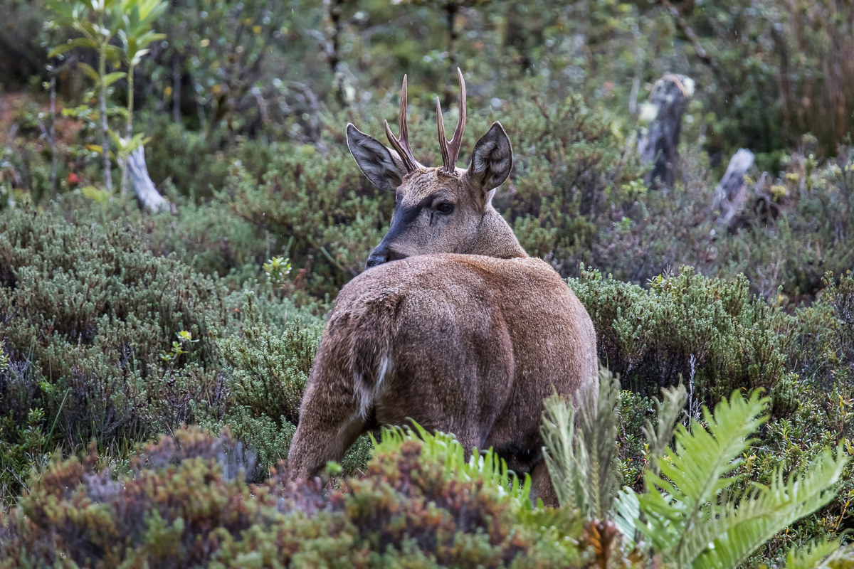South Huemul (Hippocamelus Bisulcus) Chile