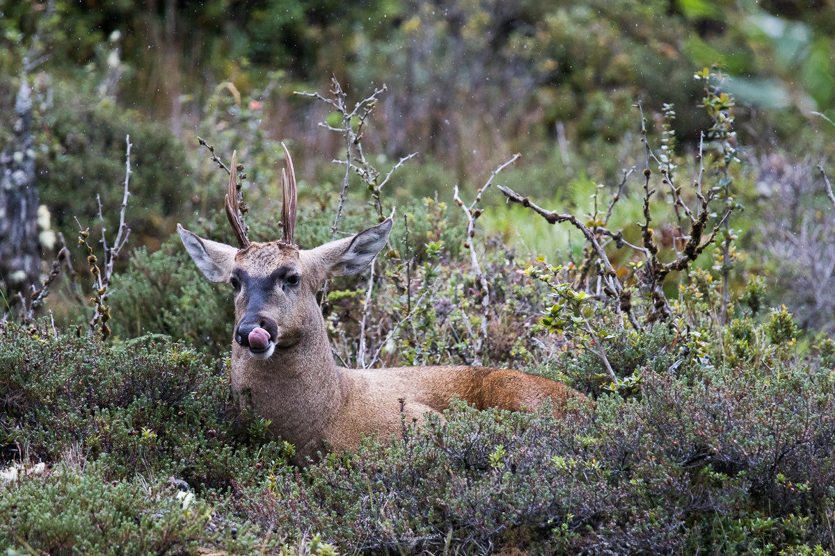 Huemul del sud (Hippocamelus bisulcus) Cile