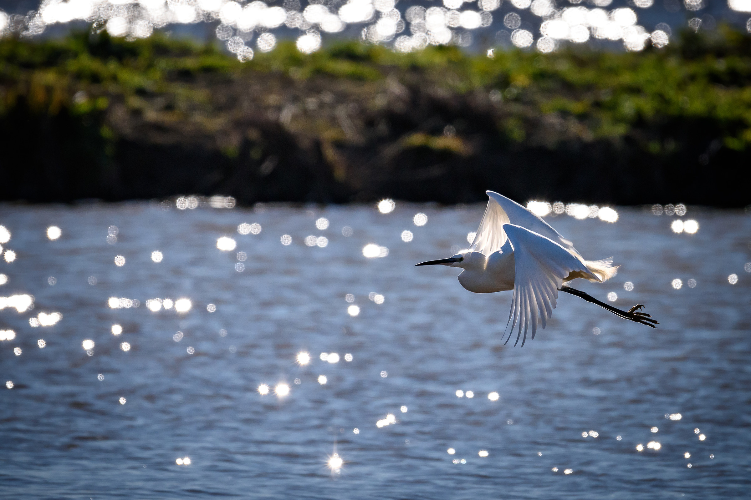 Egret in flight