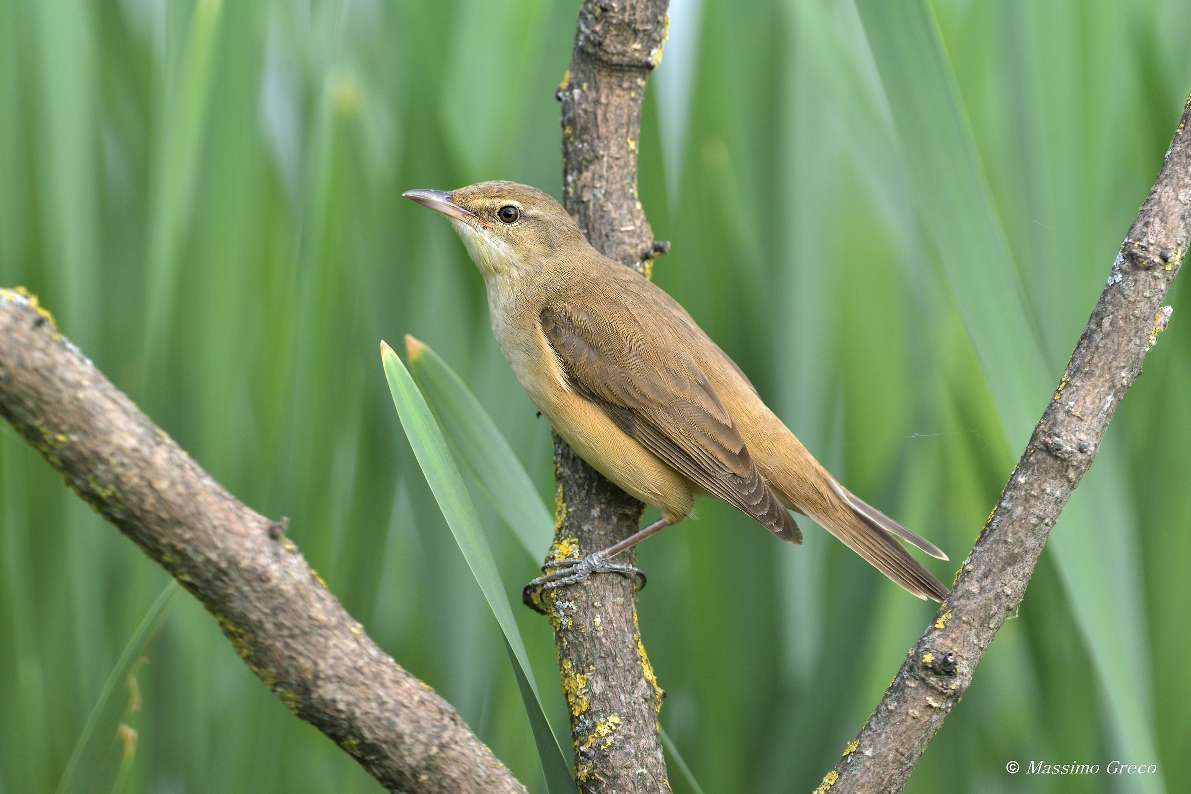 Phylloscopus Trochilus (He grosso)