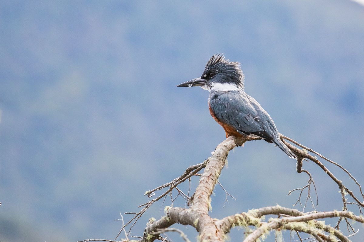Magaceryle Trorquata (collared Kingfisher?)