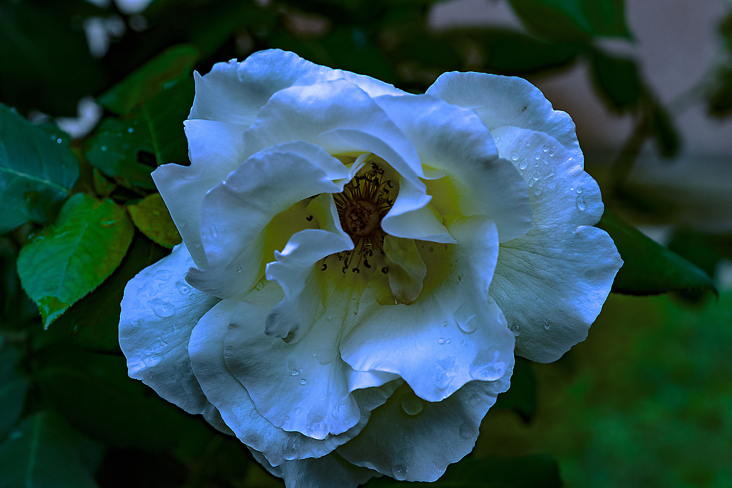 Rosa bagnata rosa fortunata