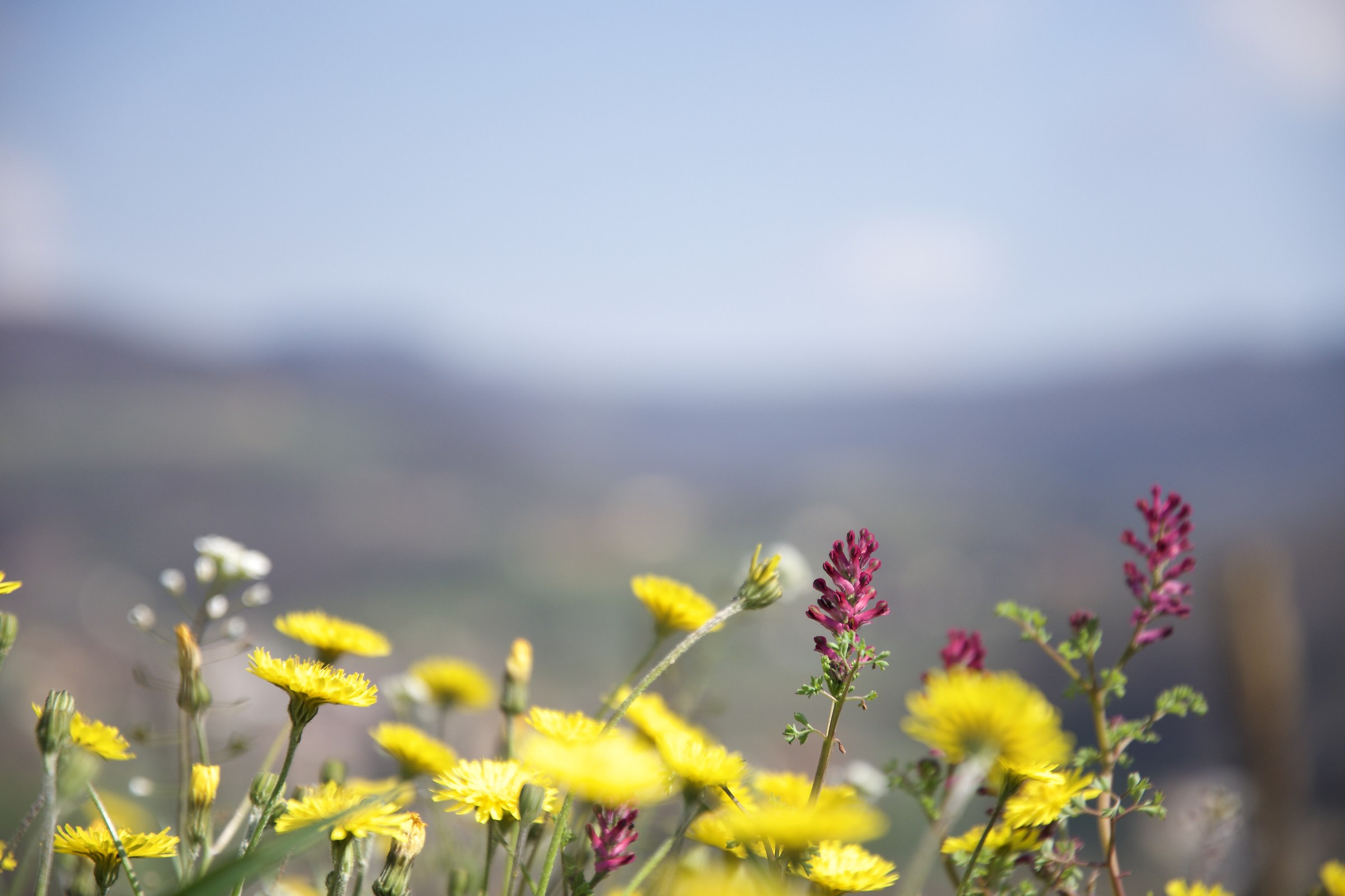 Flowers of the Euganean vineyard