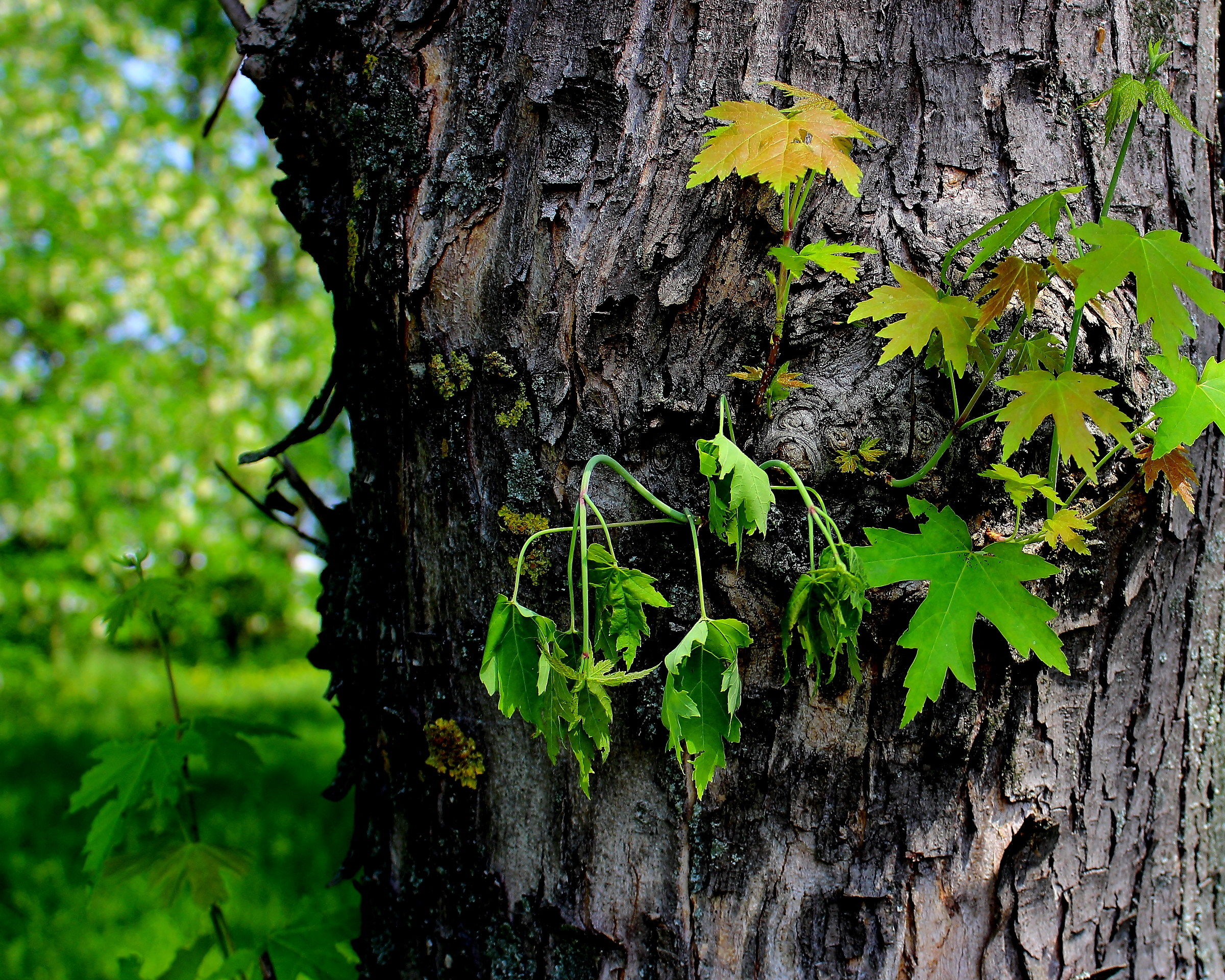 Happiness against Sadness
