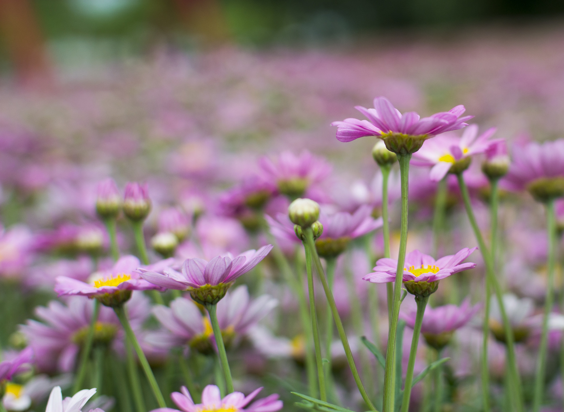 Meadow of Daisies