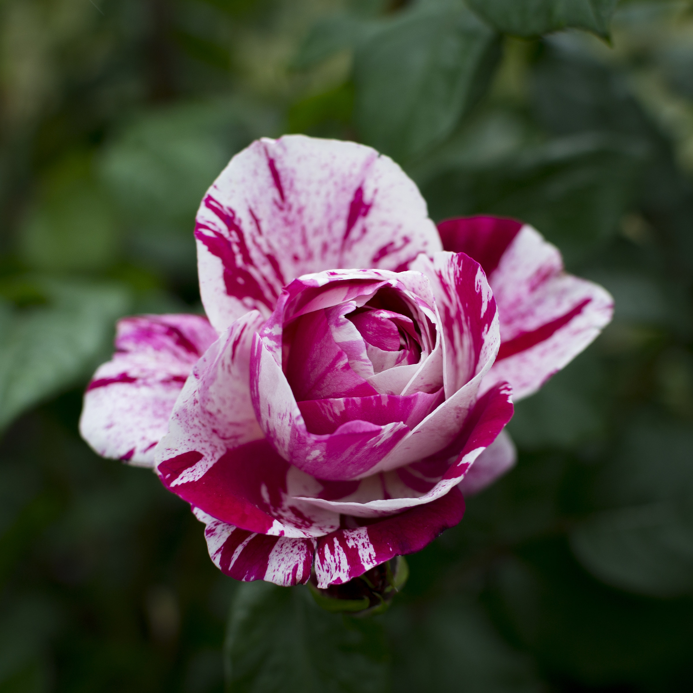 Rosa floribunda