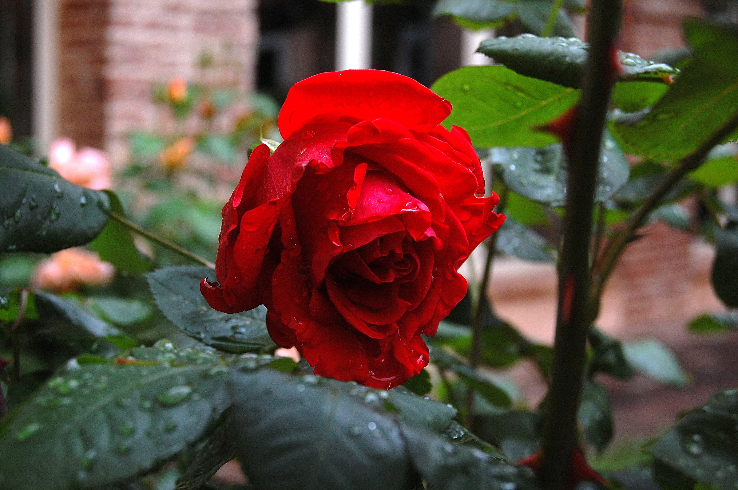 3-Rose of May: dedicated to the Friends of Juzaphoto