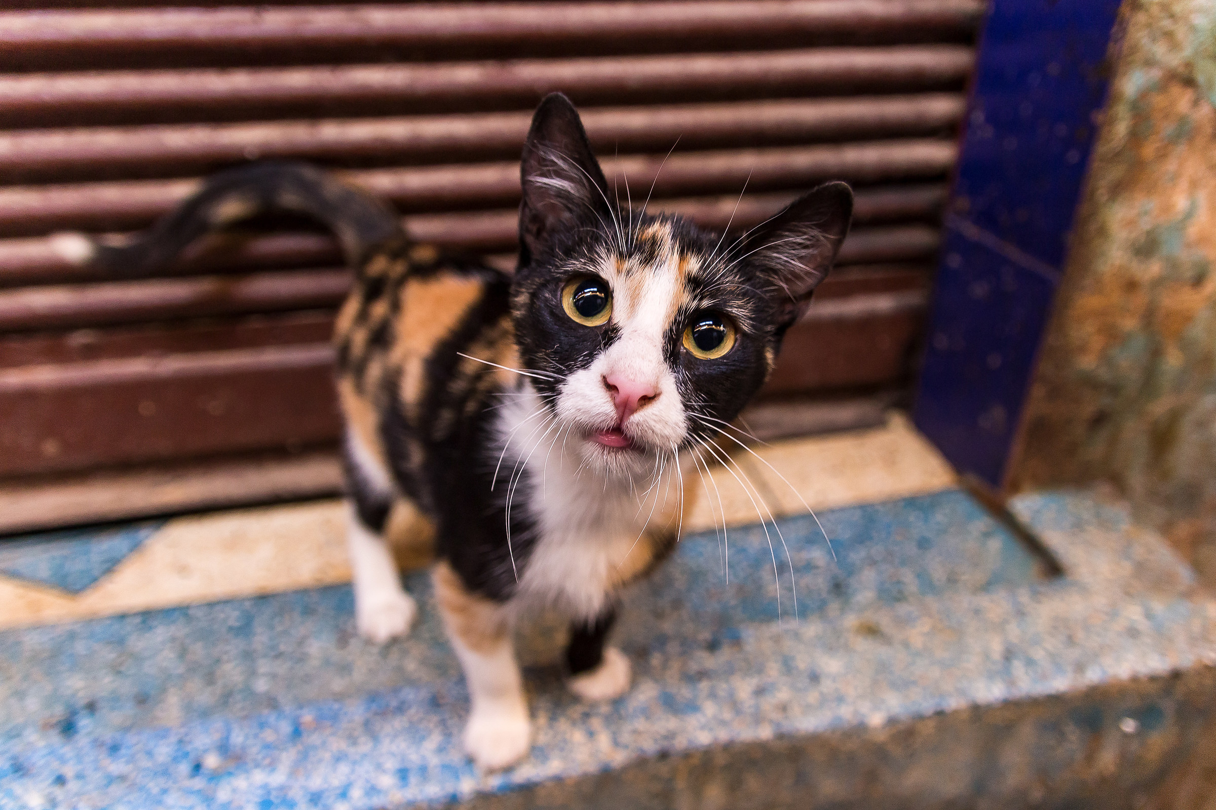 La micetta marocchina :)