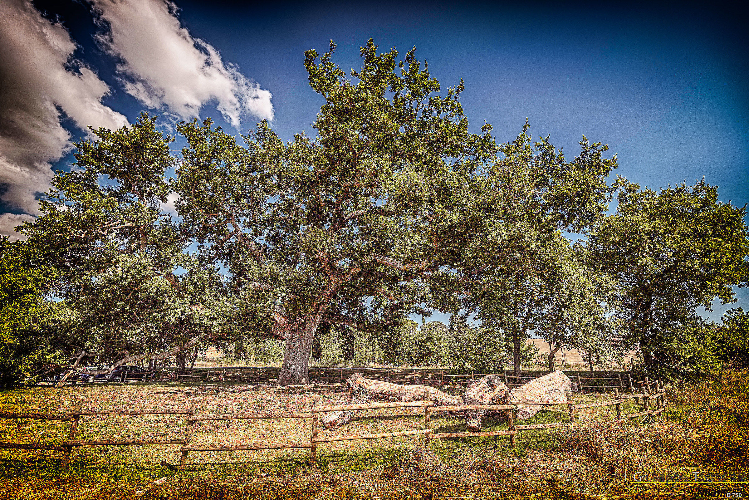 Val d'Orcia - La quercia delle checche