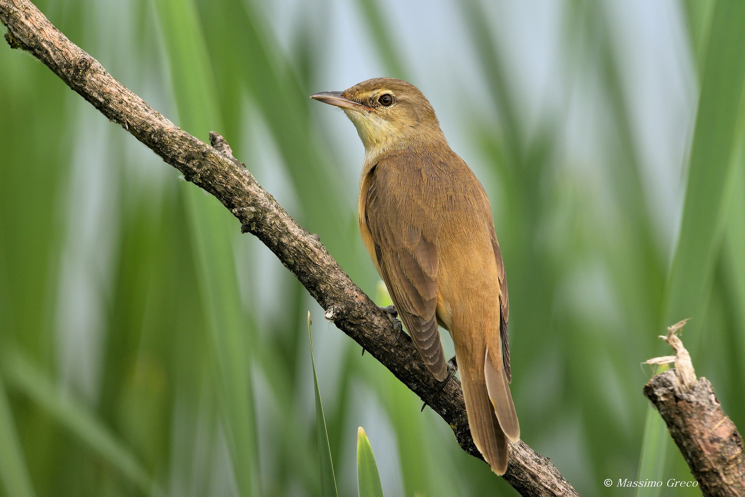 Acrocephalus arundinaceus (Cannareccione)